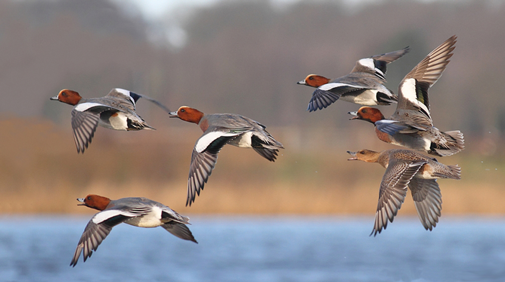 Opnieuw Verbod Afschieten Smienten Zuid Holland Vroege Vogels Bnnvara