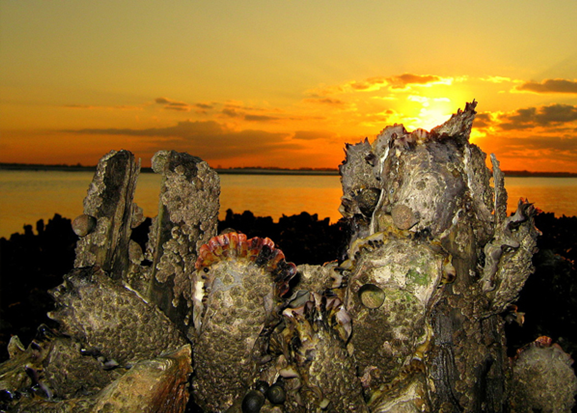 oester_scherm_bengeltje