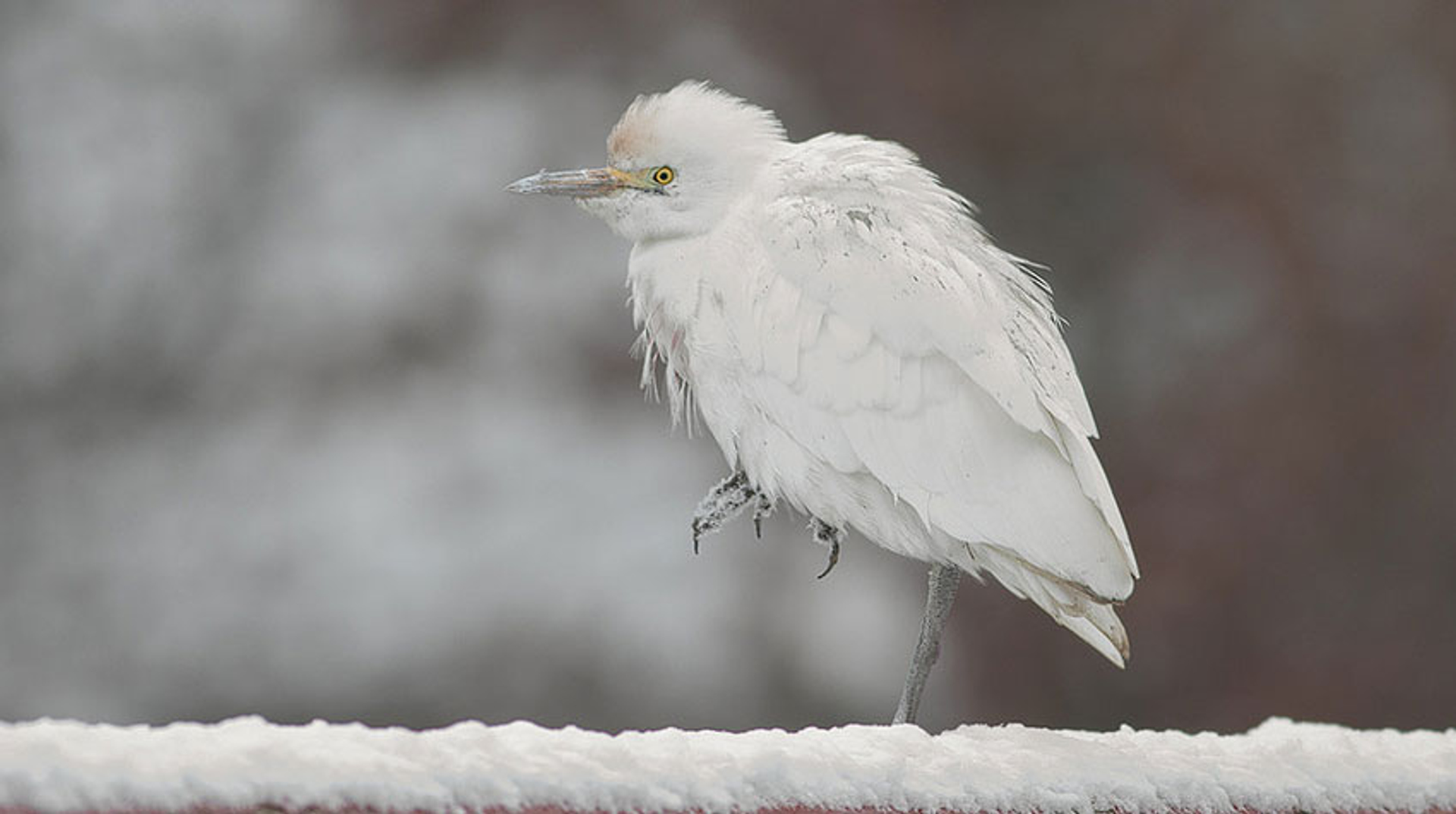 koereiger-sneeuw---jvbeilen