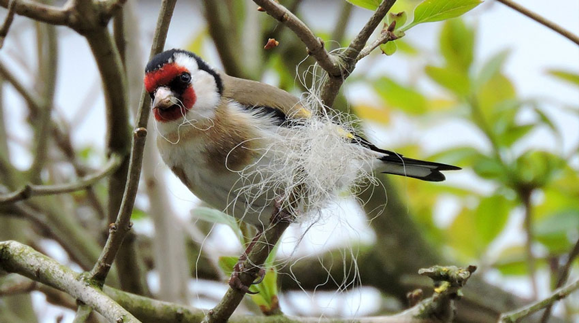 Putter met (gestolen?) nestmateriaal. Fotograaf: jokevandepoppe