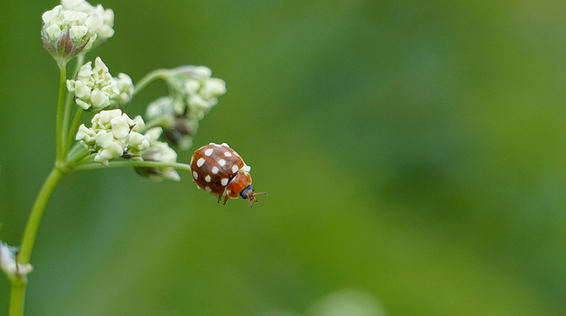 LHB Roomvlek_Daksaya klein