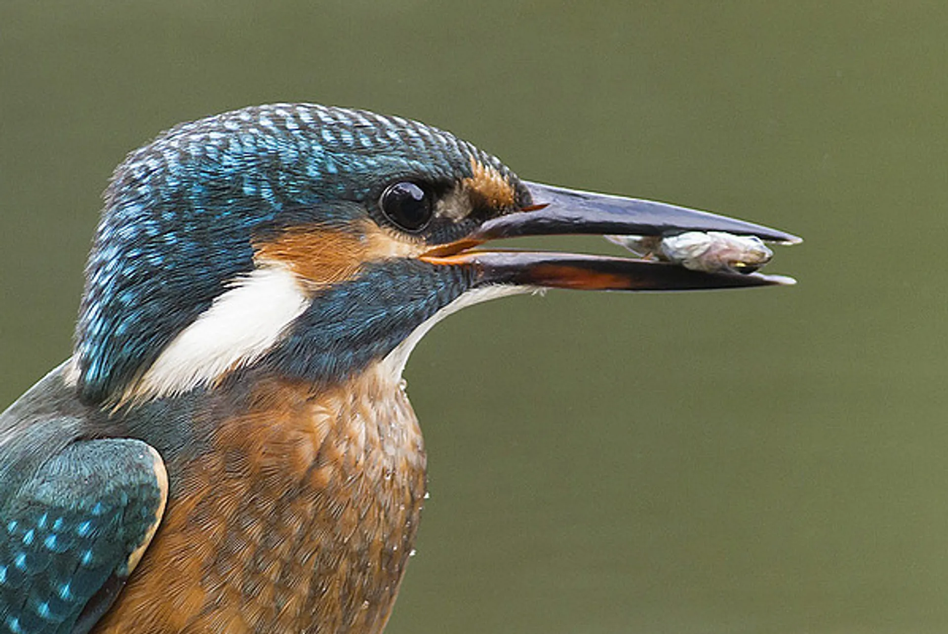 ijsvogel2