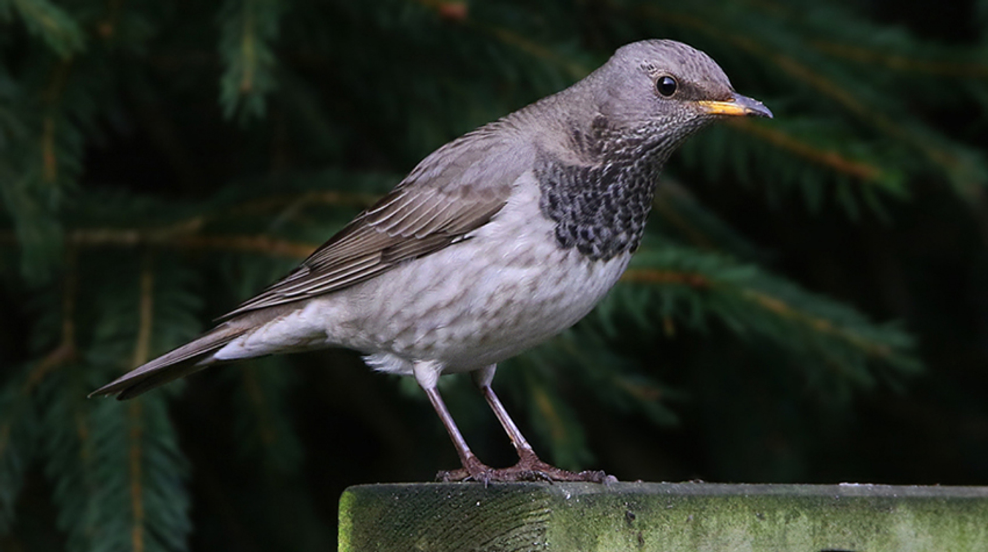 Zwartkeellijster3_ThijsGlastra
