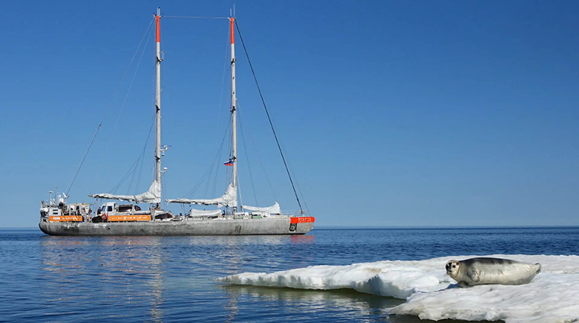 Zeehond voor schip expeditie