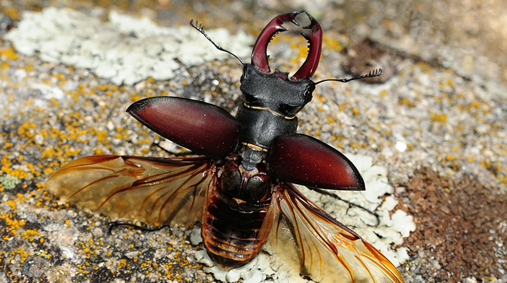 vliegend hert 3 bonteklepper