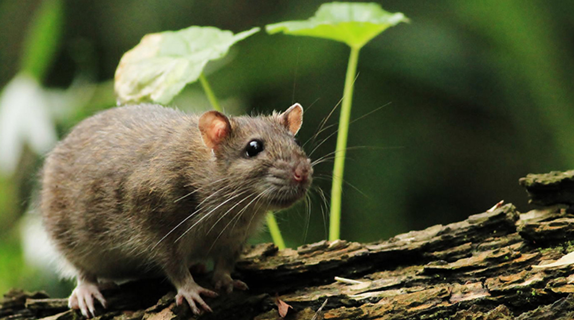 bruine rat