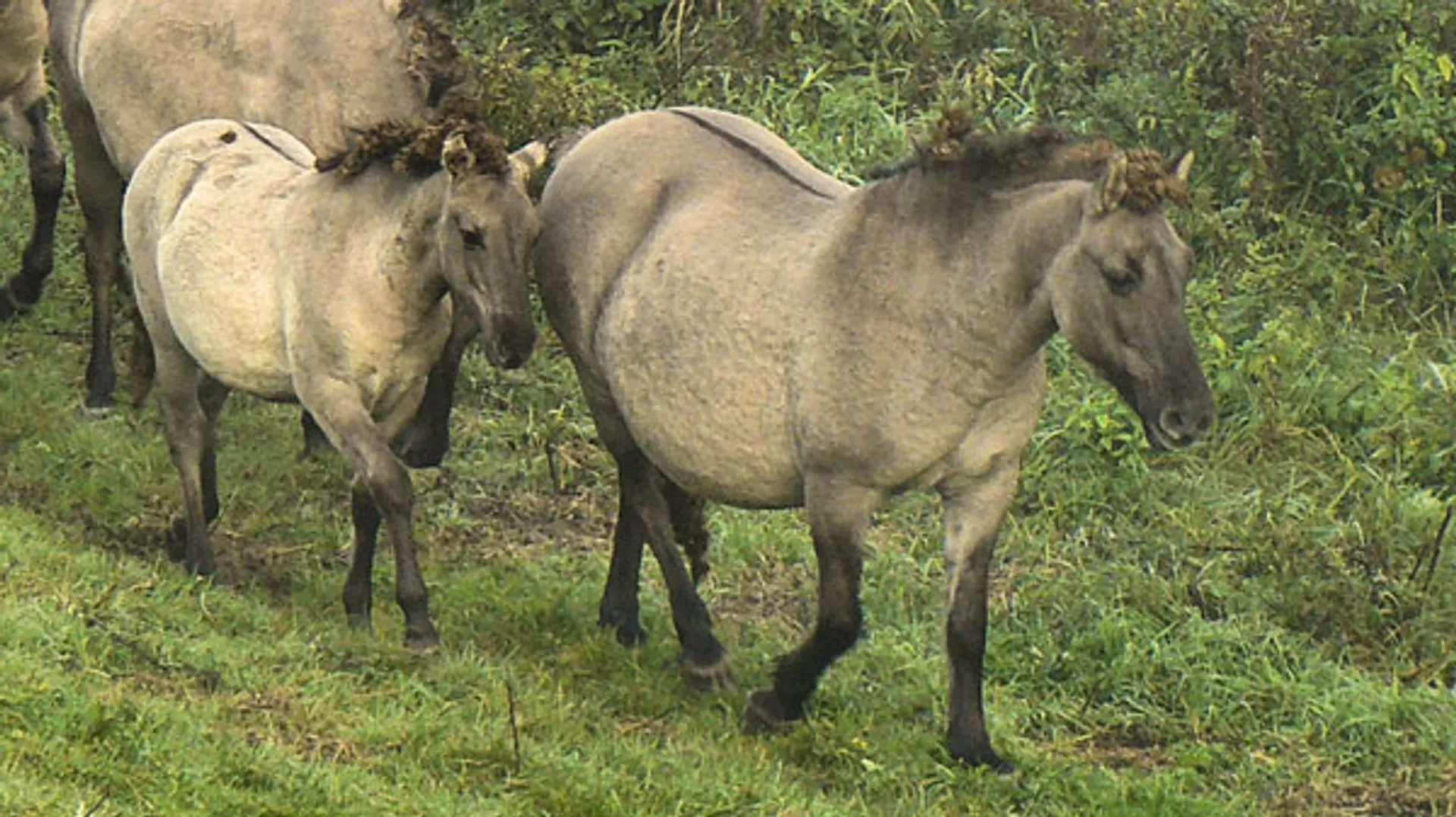 Trekken aan een dood paard - Vroege Vogels - BNNVARA