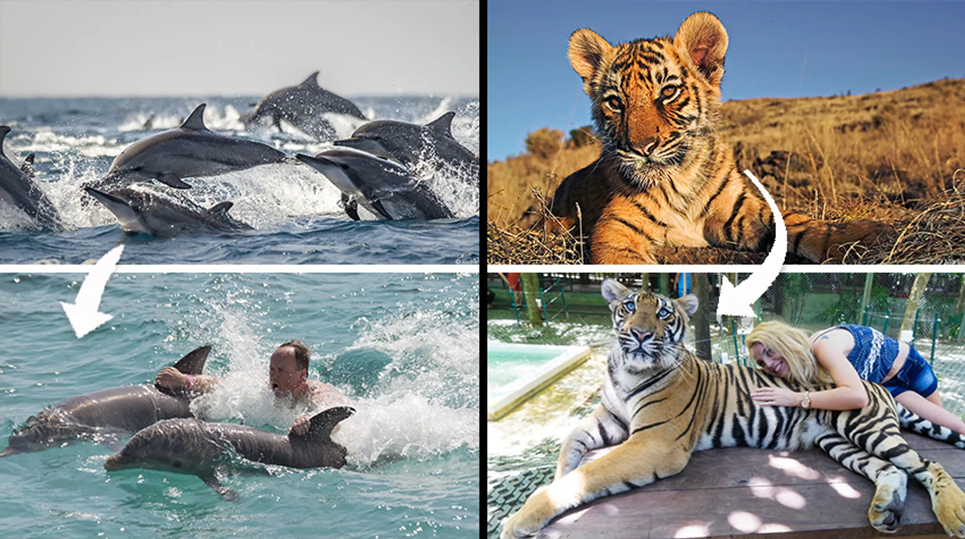 Afbeelding van Fijne vakantie zonder dierenleed
