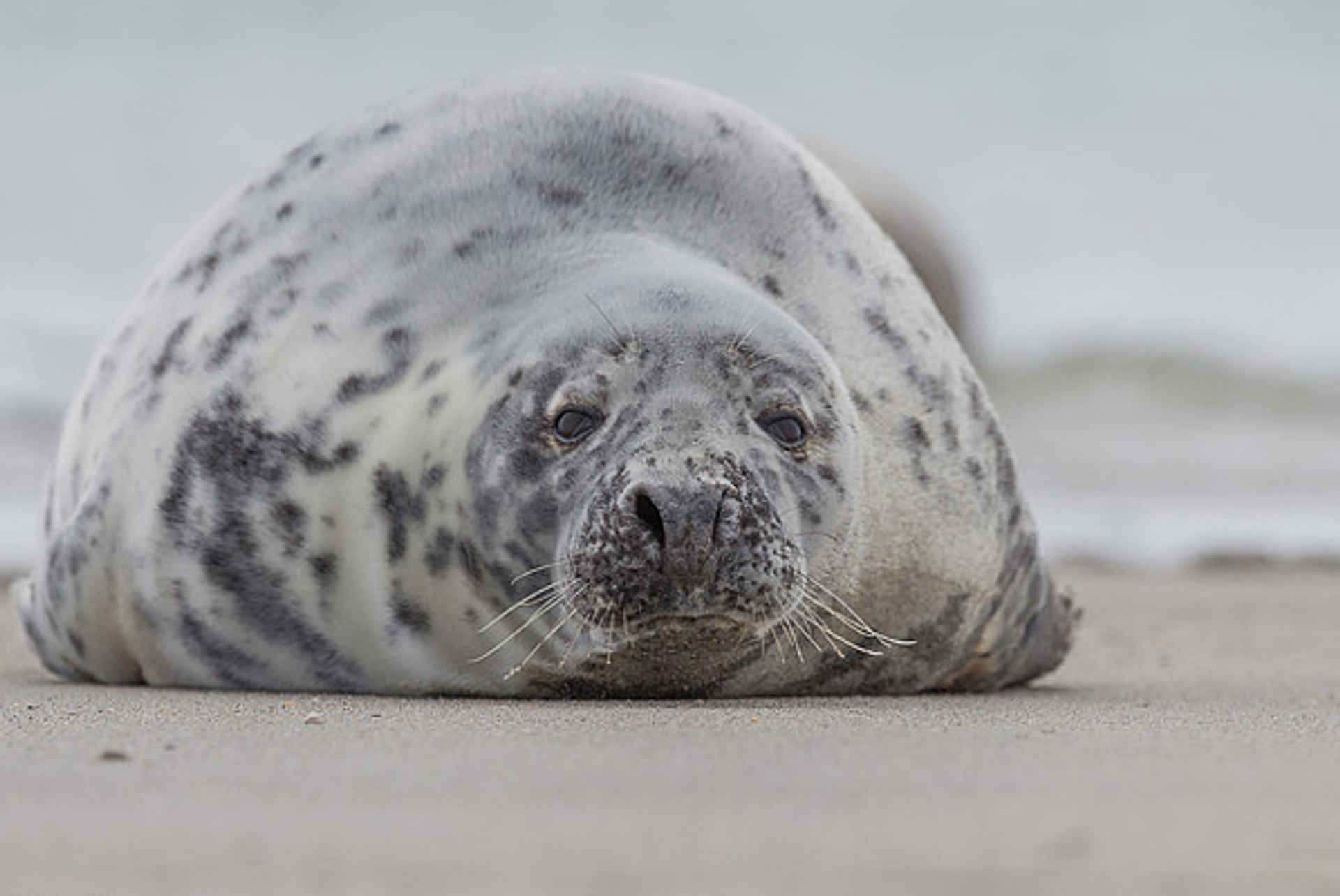 grijze_zeehond_FredHorst