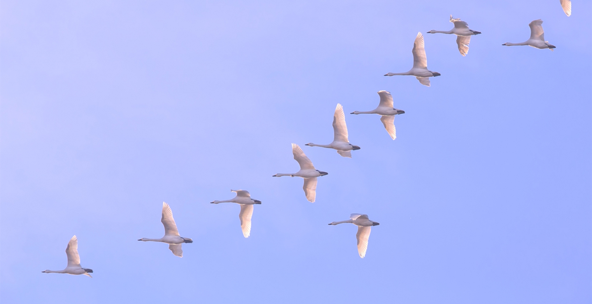 Kleine zwanen op trek - johan scholtens