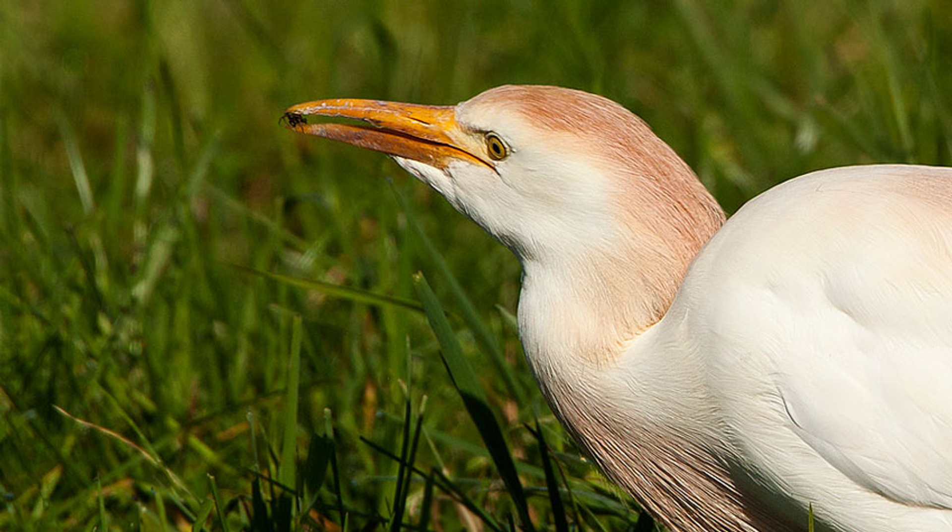 koereiger-spin-WillemdeWOlf