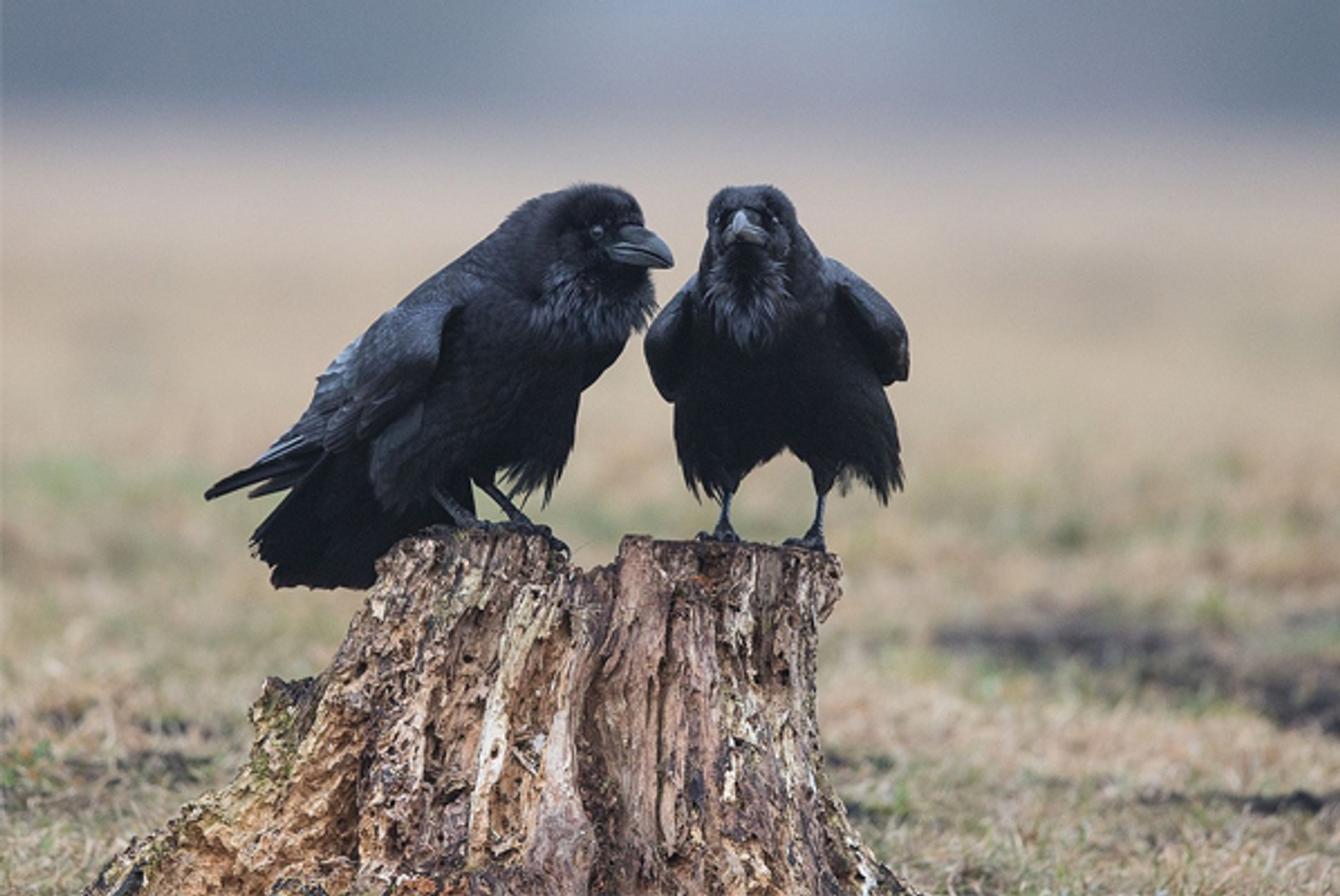 kraaien---raaf
