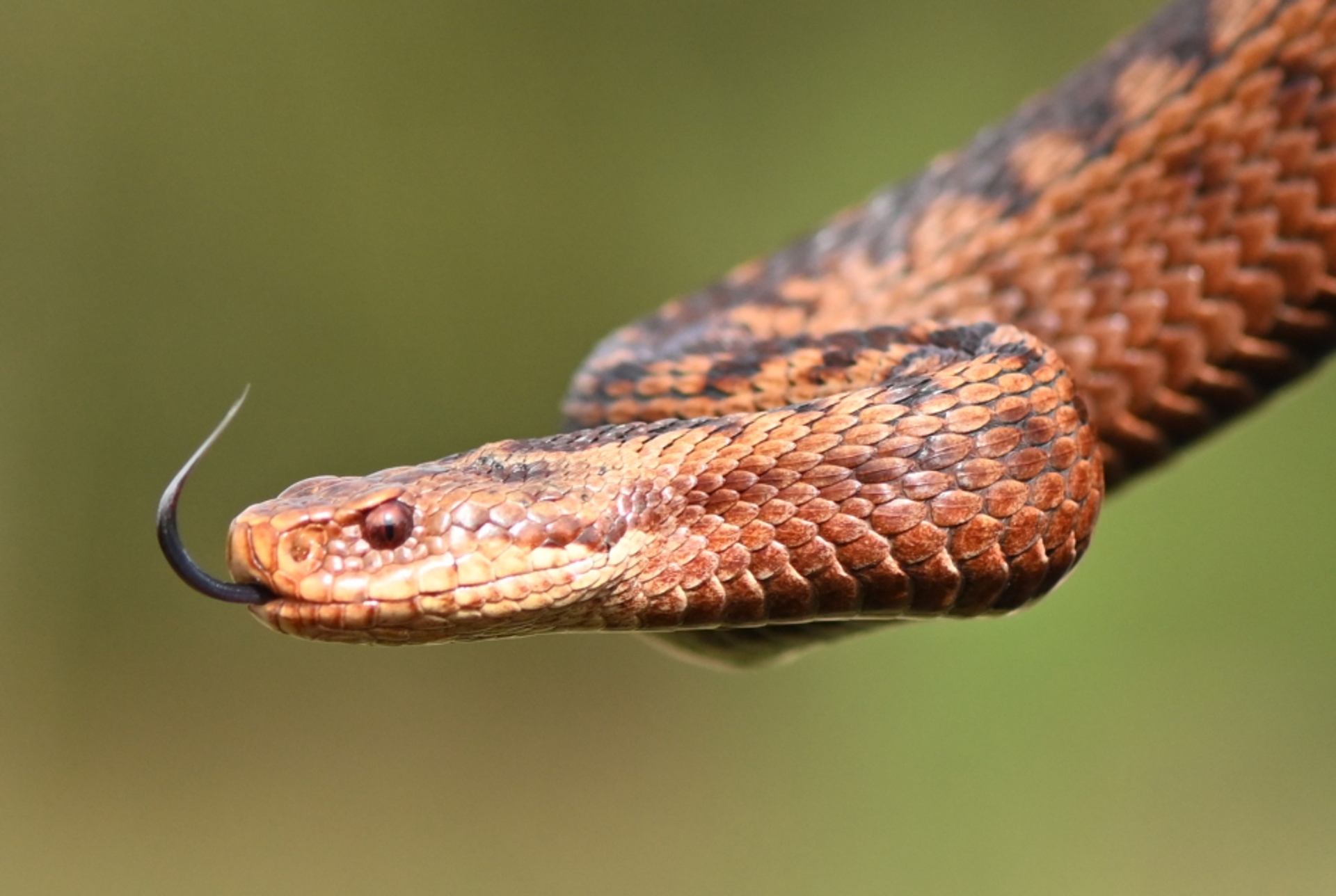 Adder (Vipera berus)