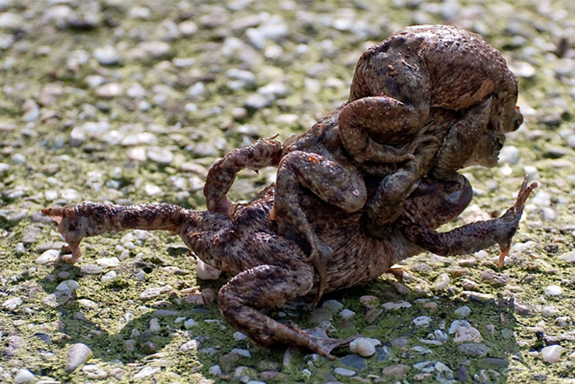 paddentrek_tonneke64