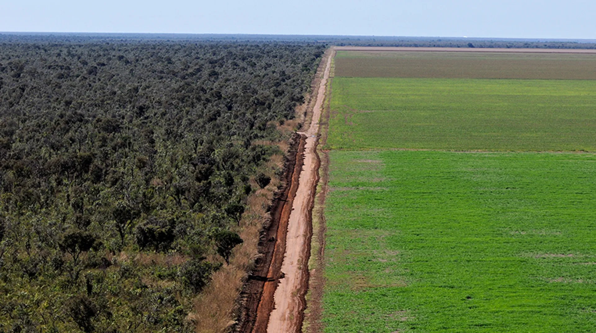 Bos-in-Cerrado-is-vernietigd-door-monoteelt-van-soja.-_-Adriano-Gambarini--WWF-Brazil