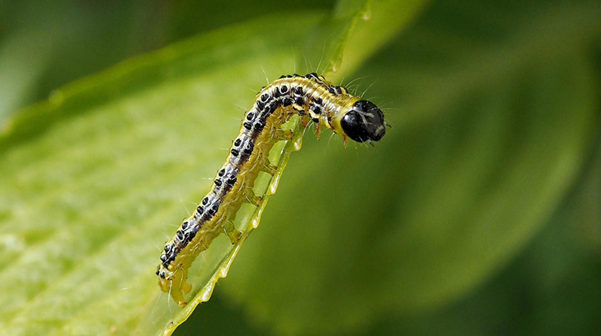 Rups Buxusmout