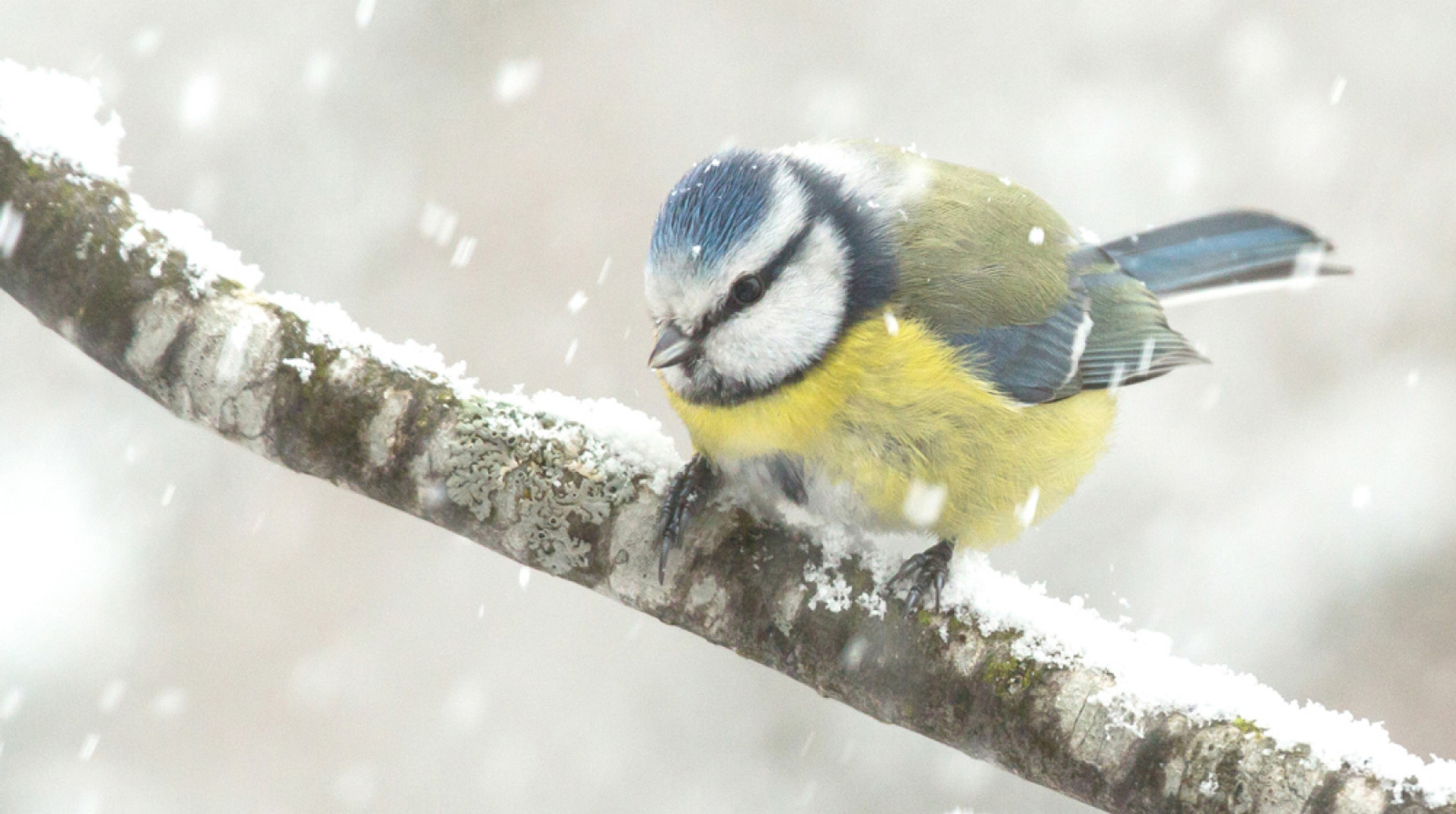 Pimpelmees in sneeuw