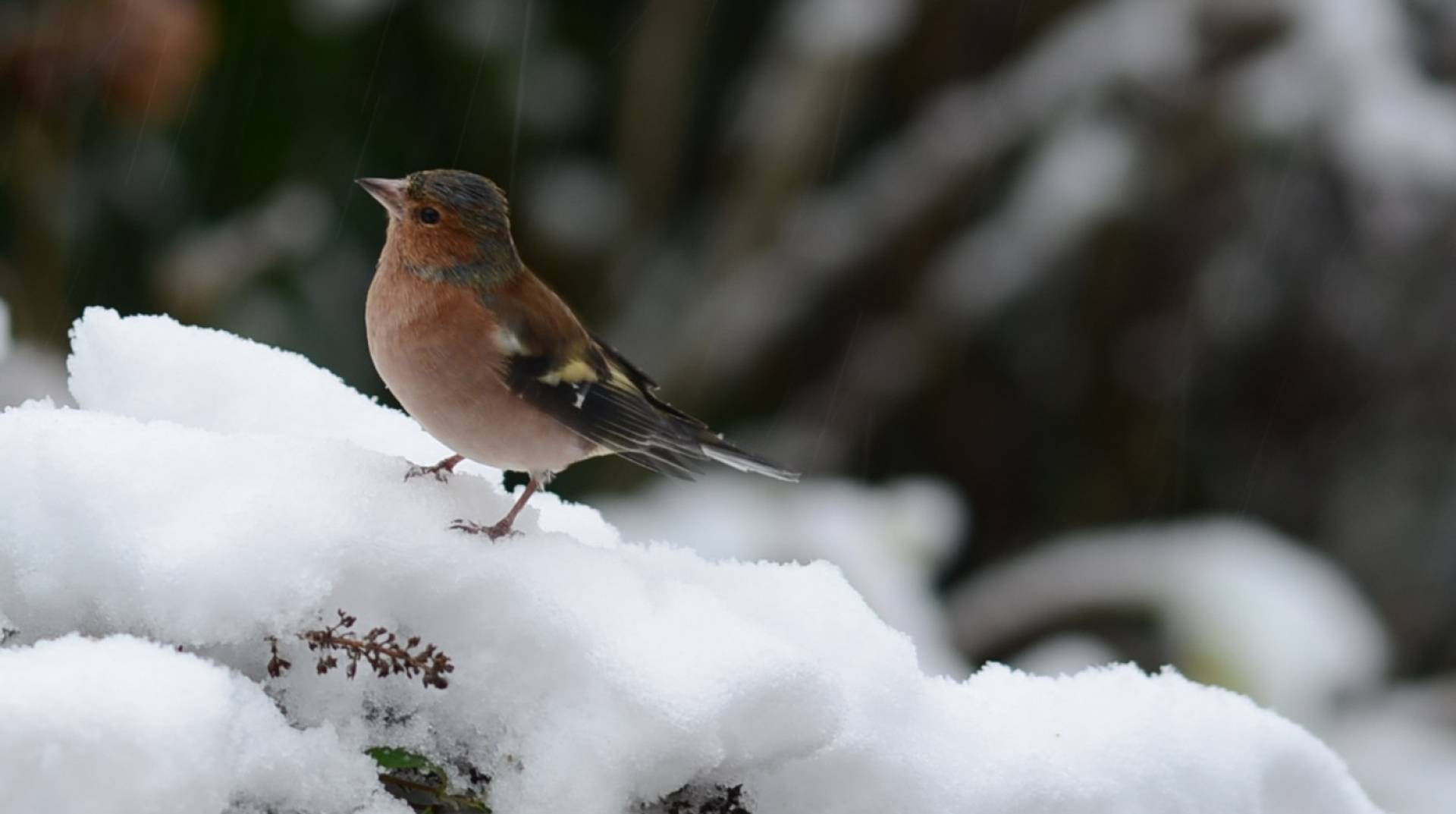 Vink in sneeuw