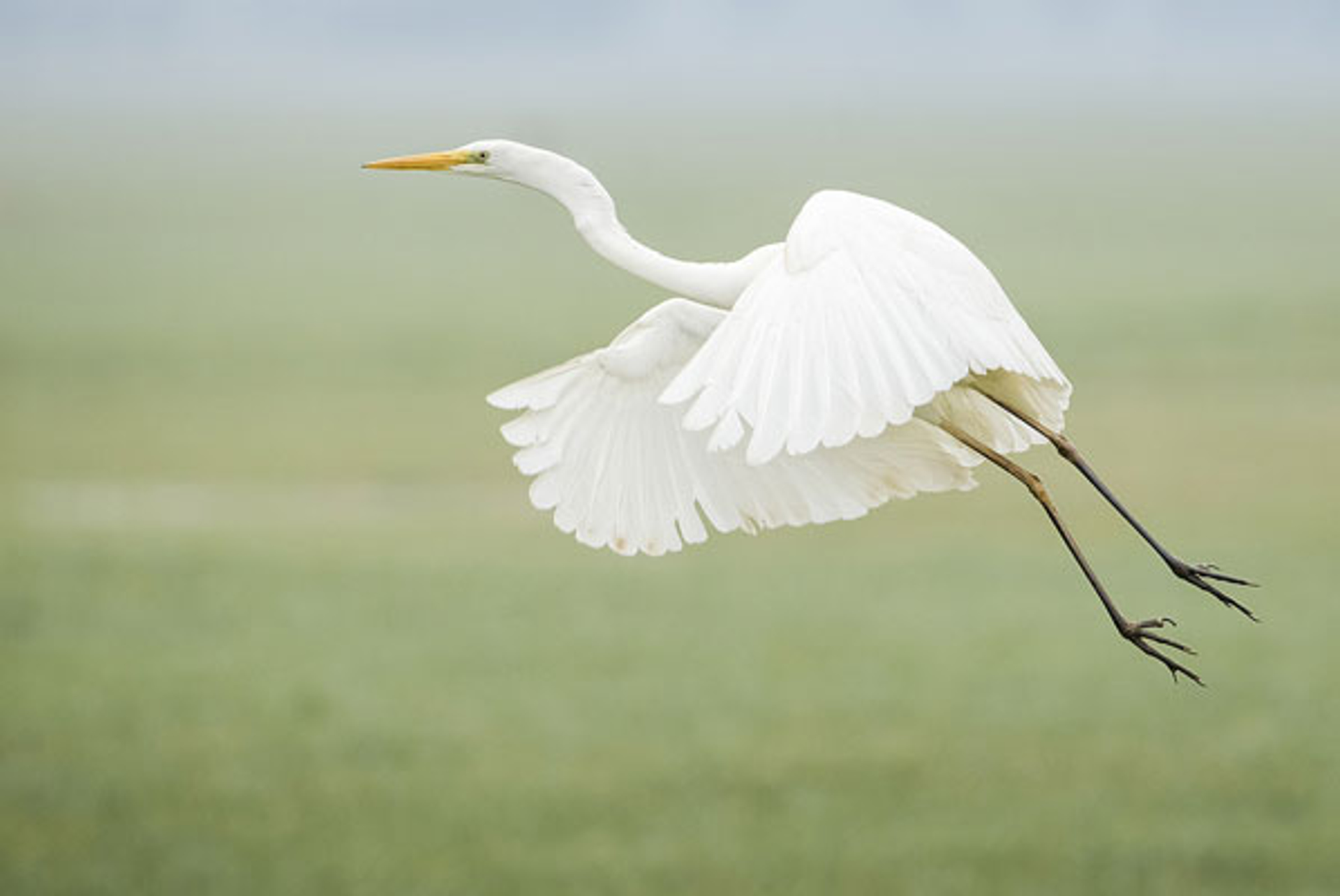 Grotezilverreiger_erikveldkamp1