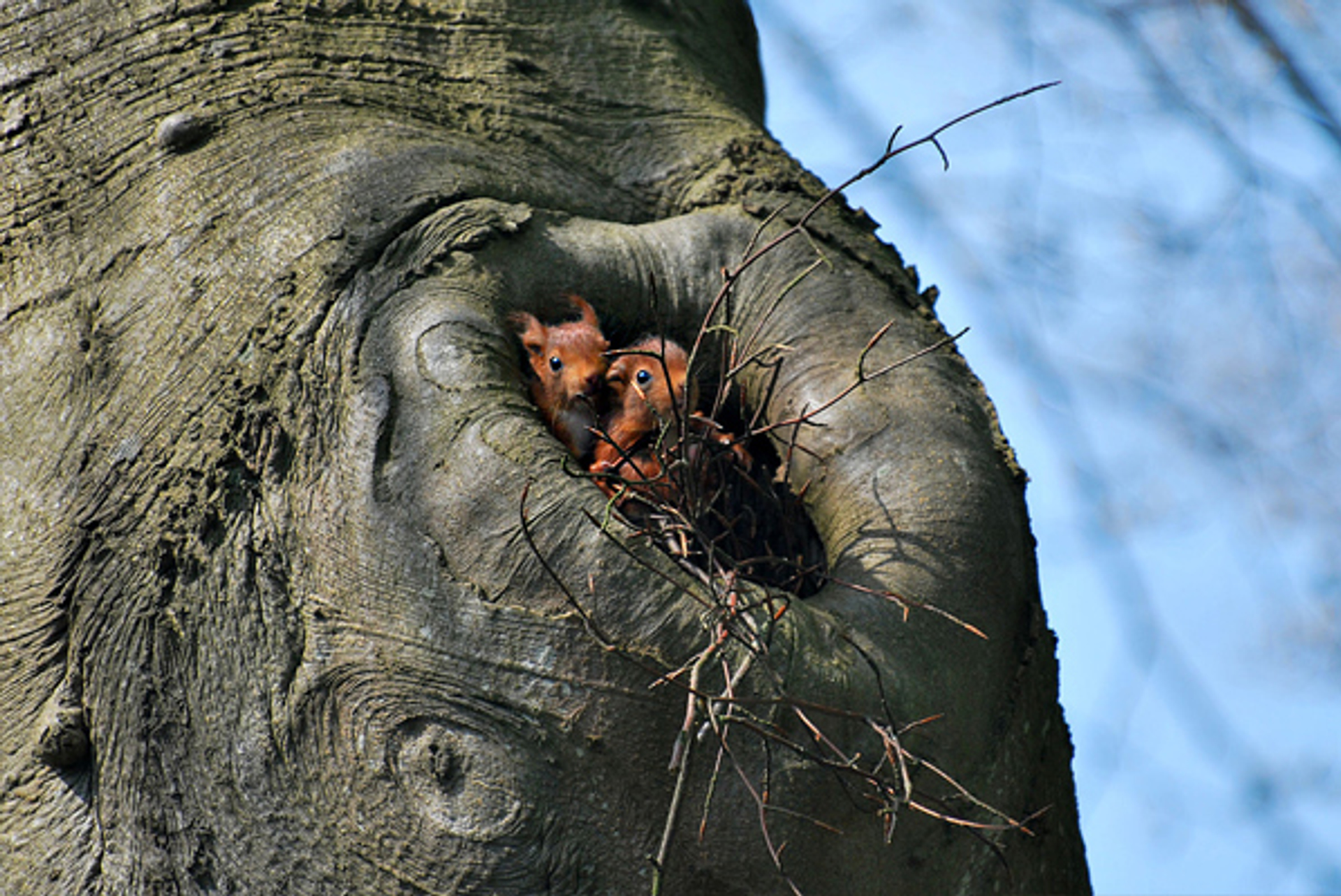 lief2