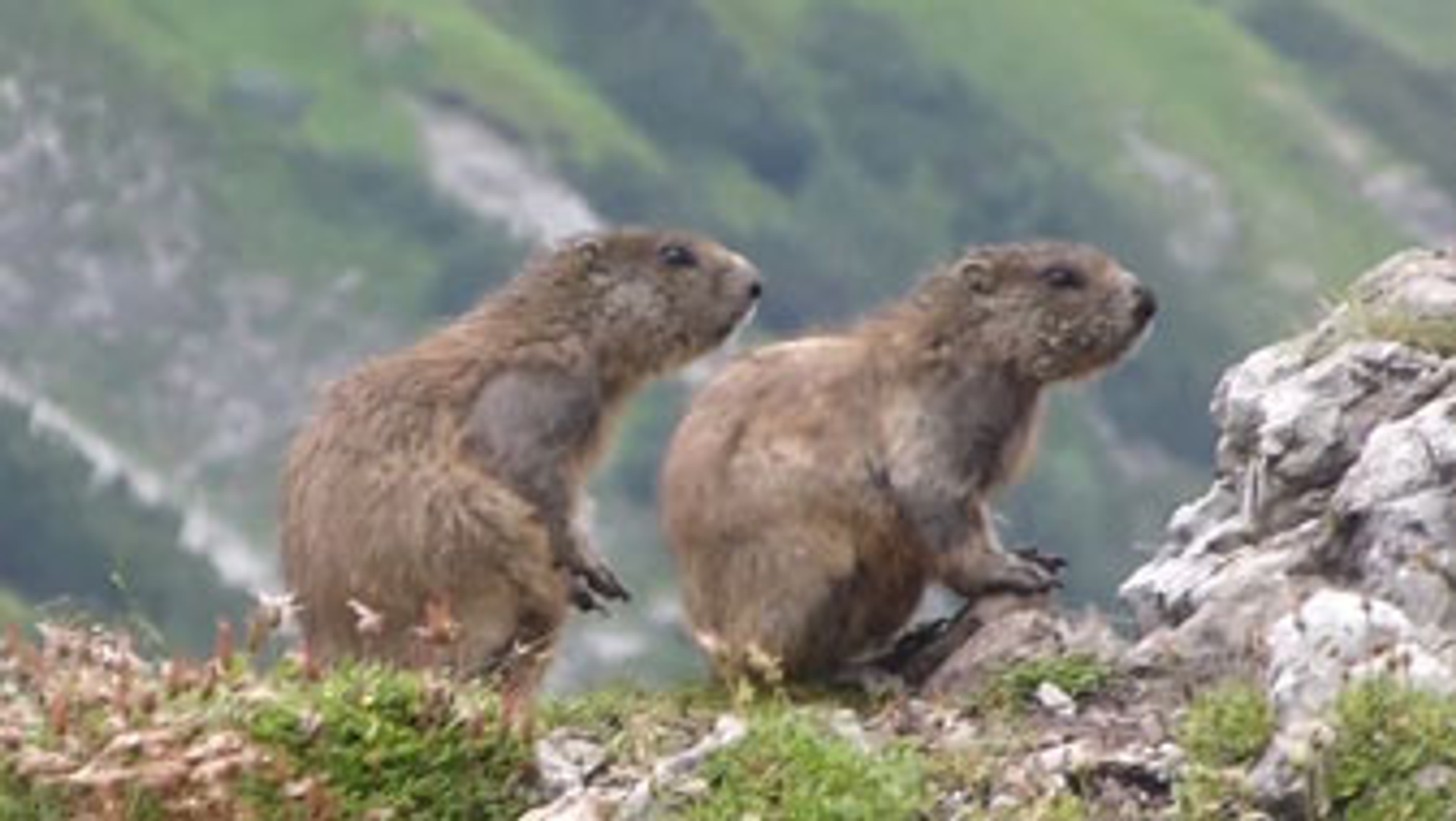 Alpenmarmotten