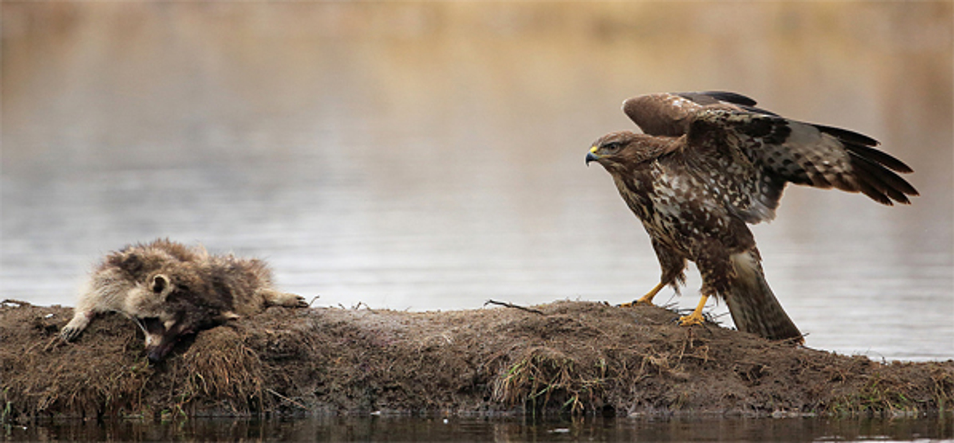 buizerd_kastelheertje