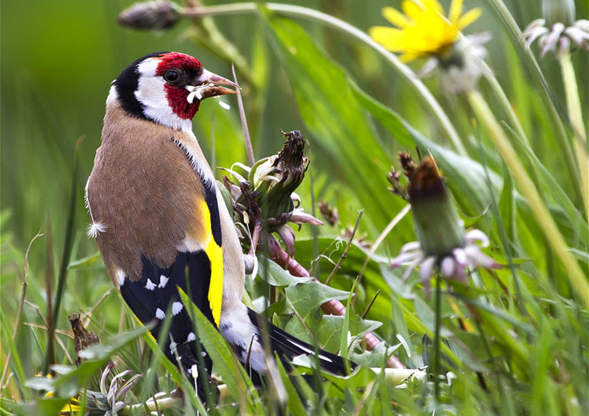 Putter geniet van een paardenbloem. Fotograaf: LubbertSpaanse.