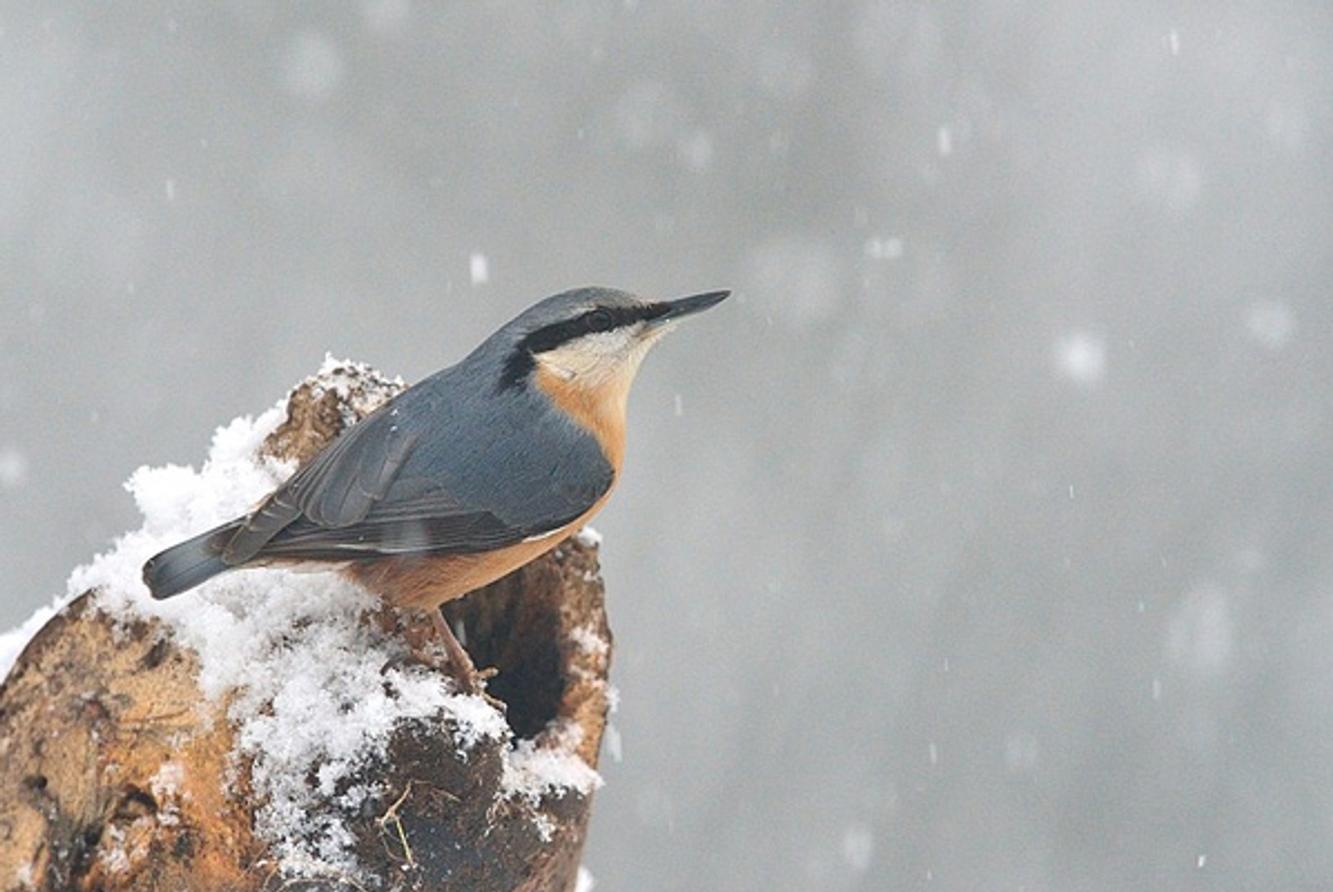 Boomklever_sneeuw_RuudShapr