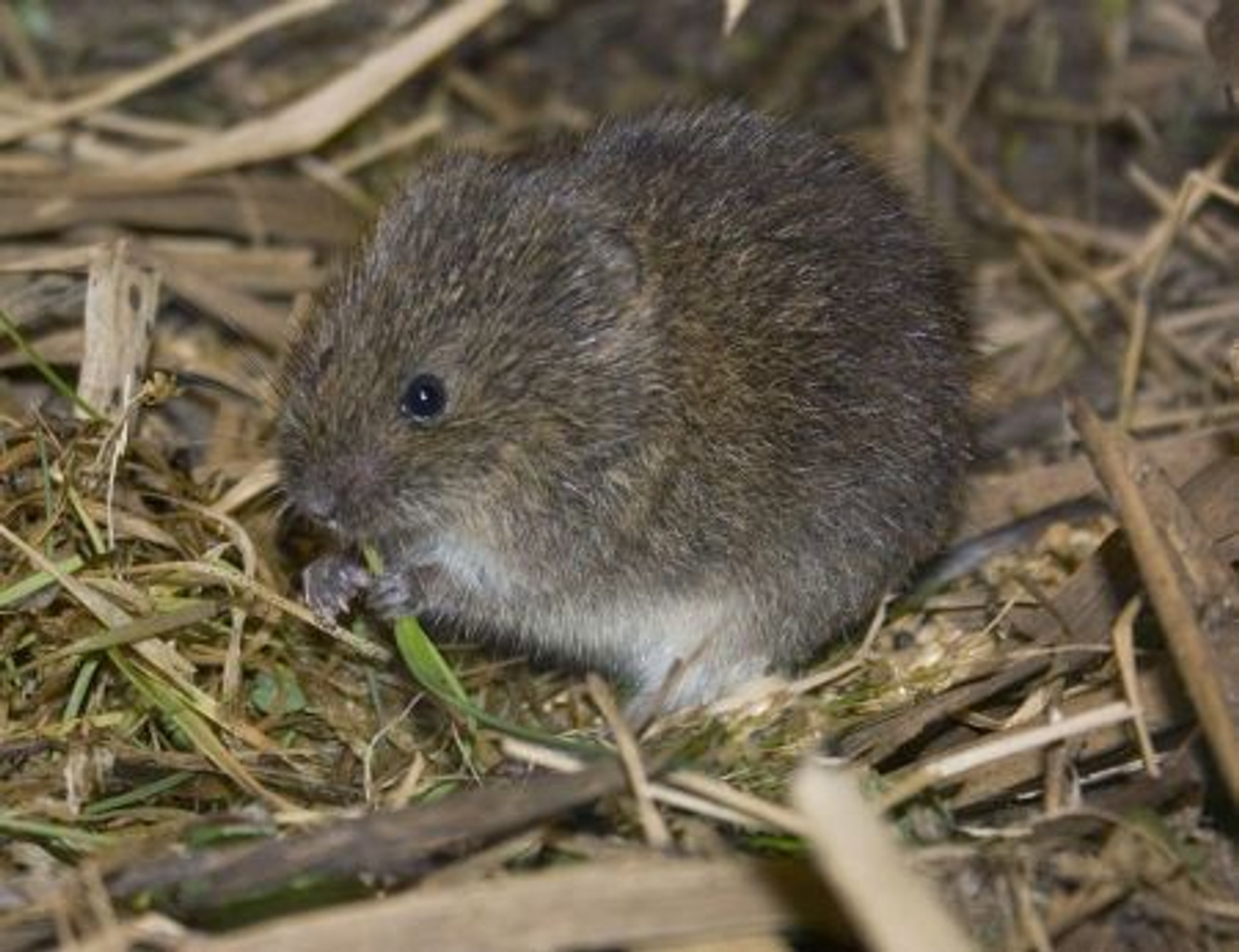noordsewoelmuis_René_Wanders_natuurbericht