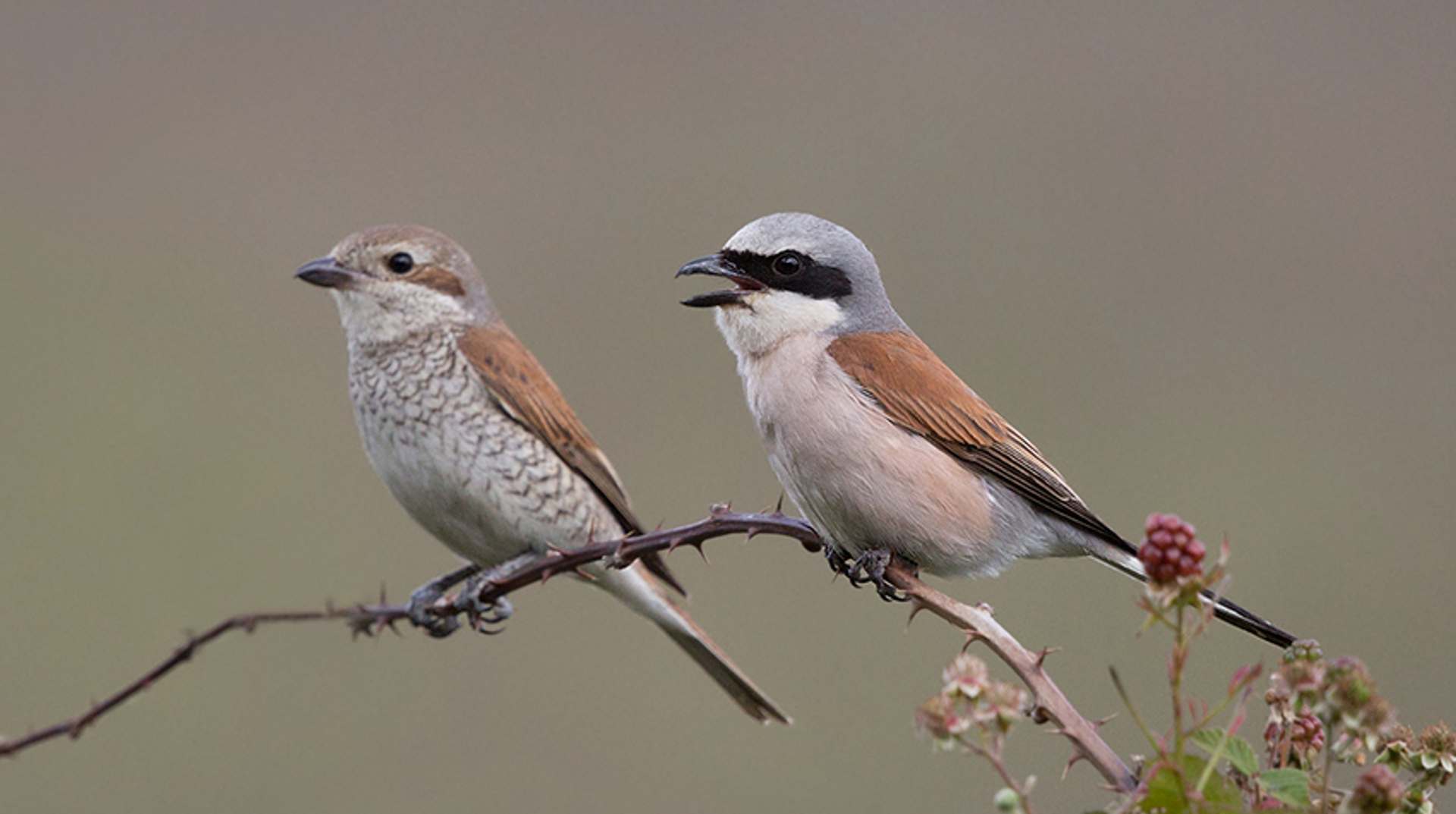 man vrouw grauwe klauwier boshuis