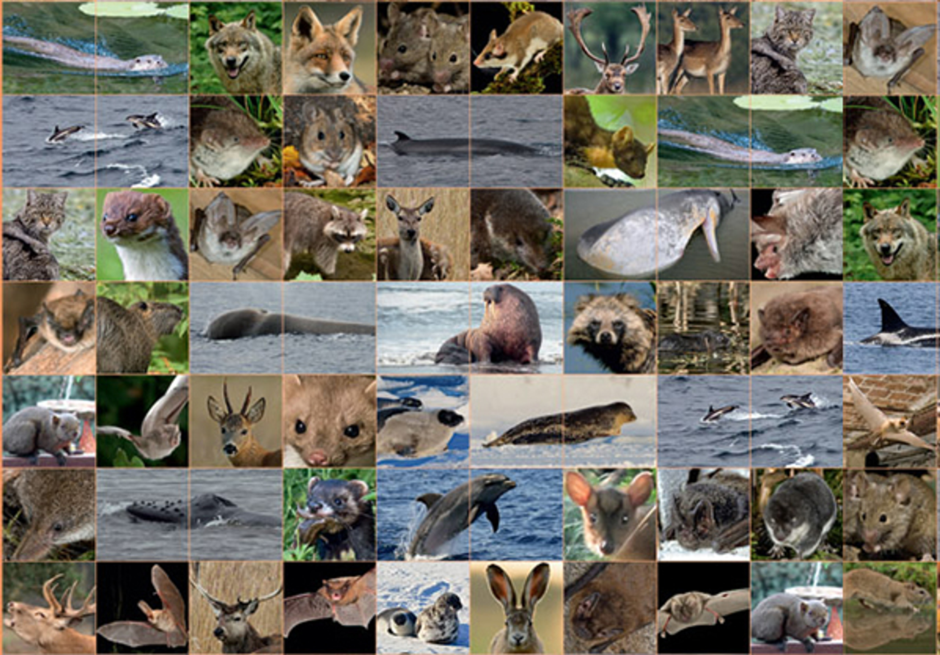 Atlas-van-de-Nl-zoogdieren-detail