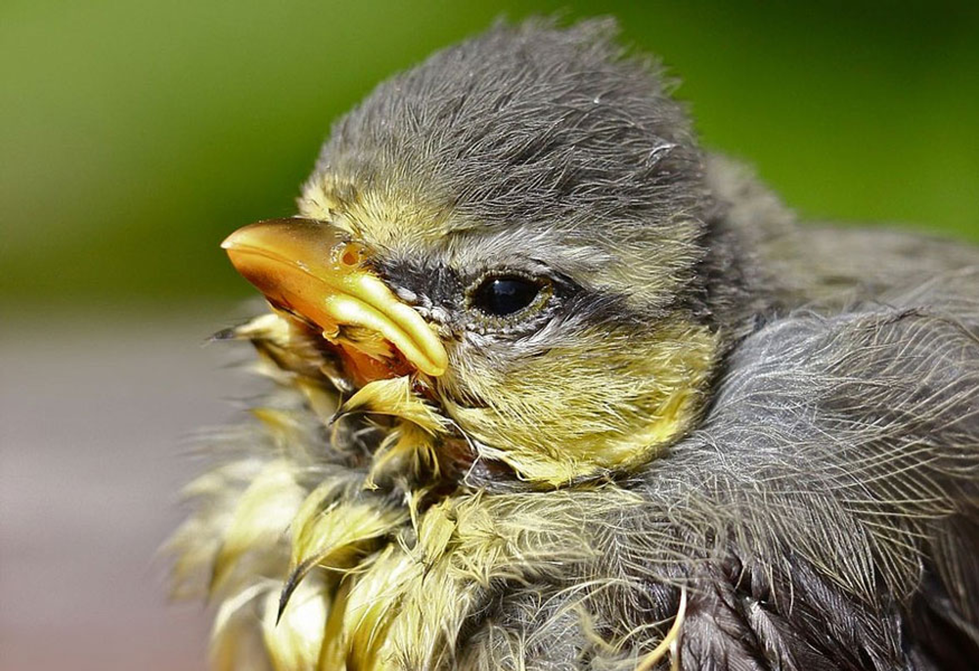 regen-mees---anna-1945