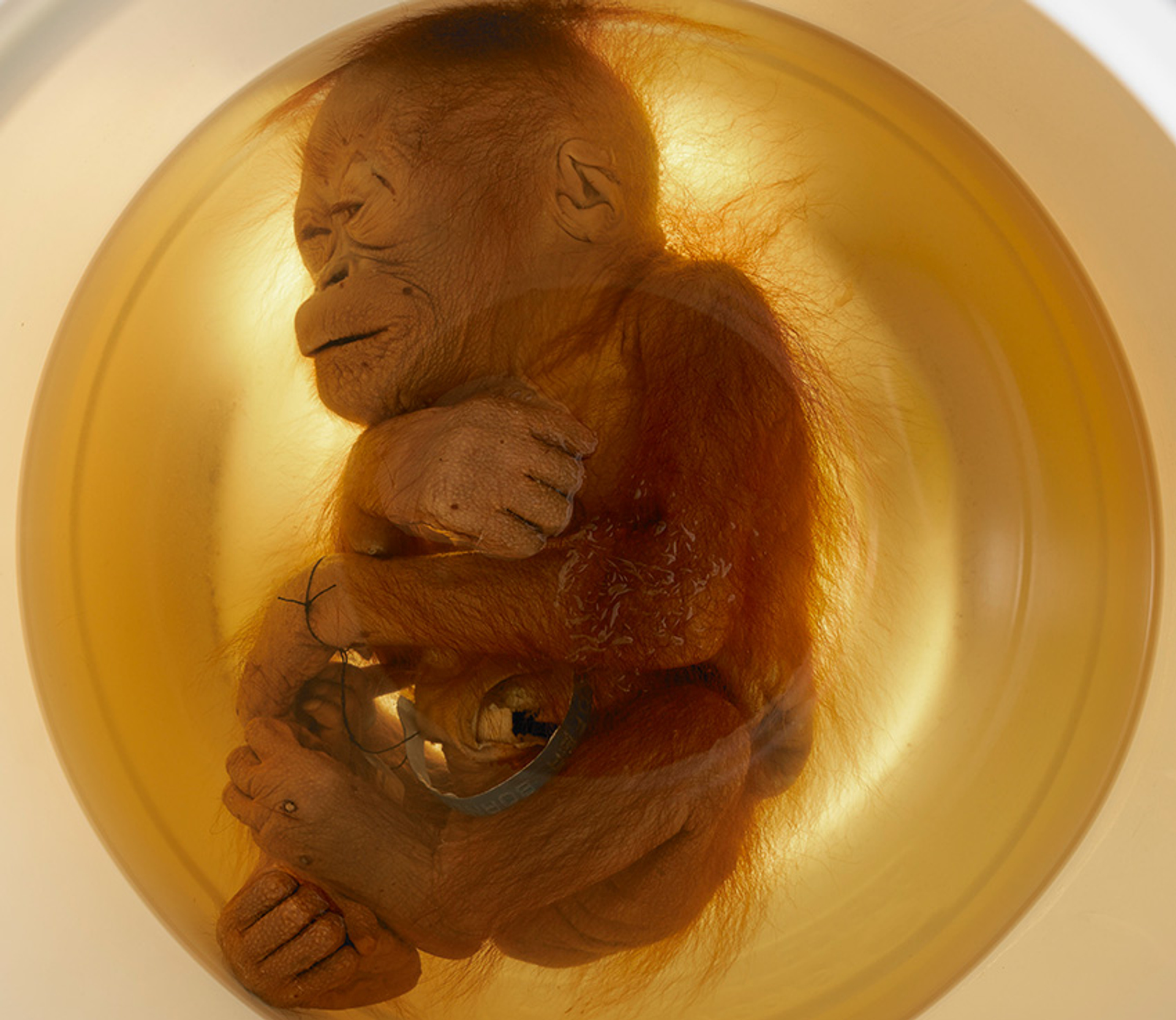 Aram-de-orang-oetanbaby