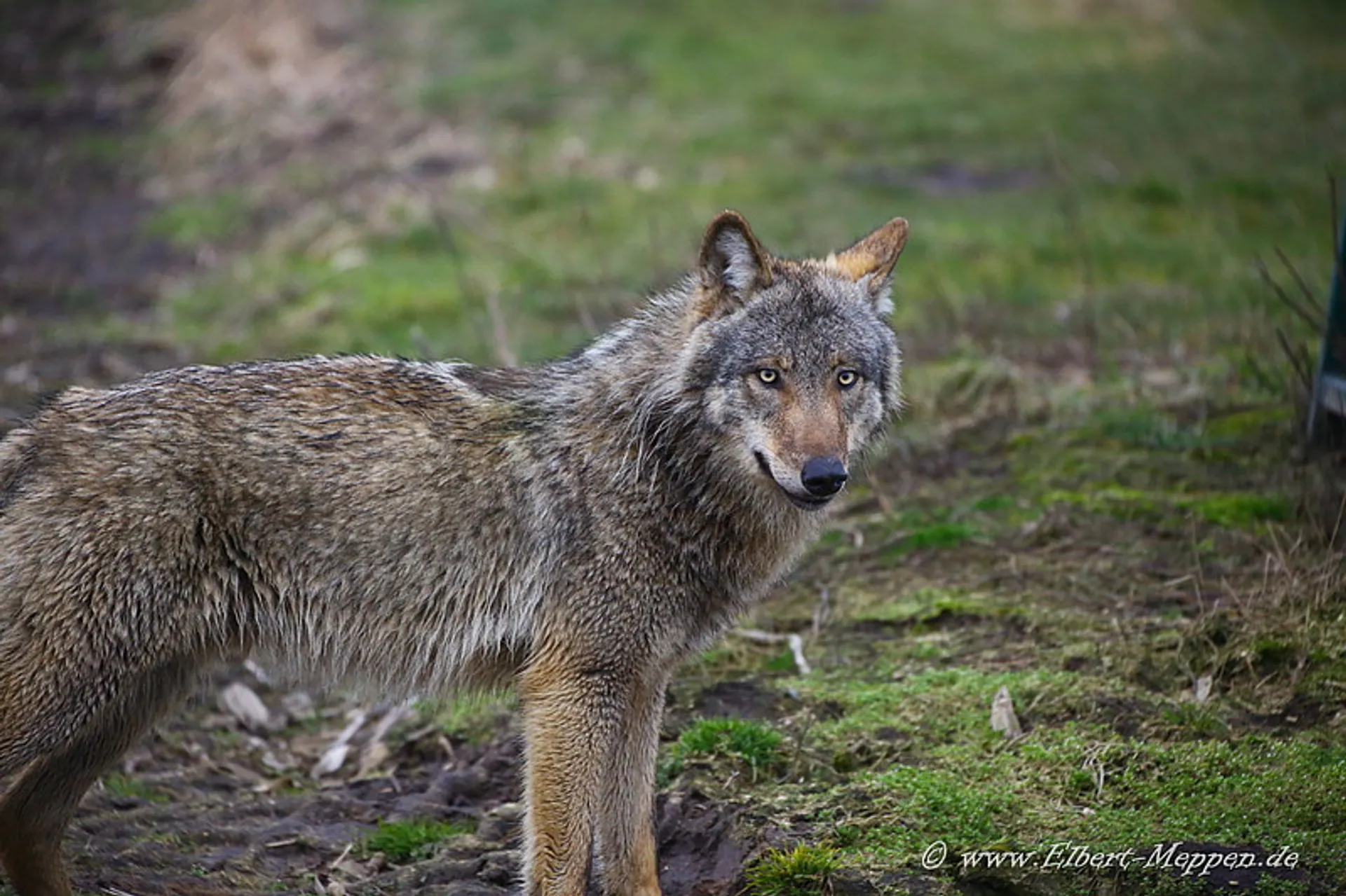 Nederlandse wolf doodgereden in Duitsland - Vroege Vogels - BNNVARA