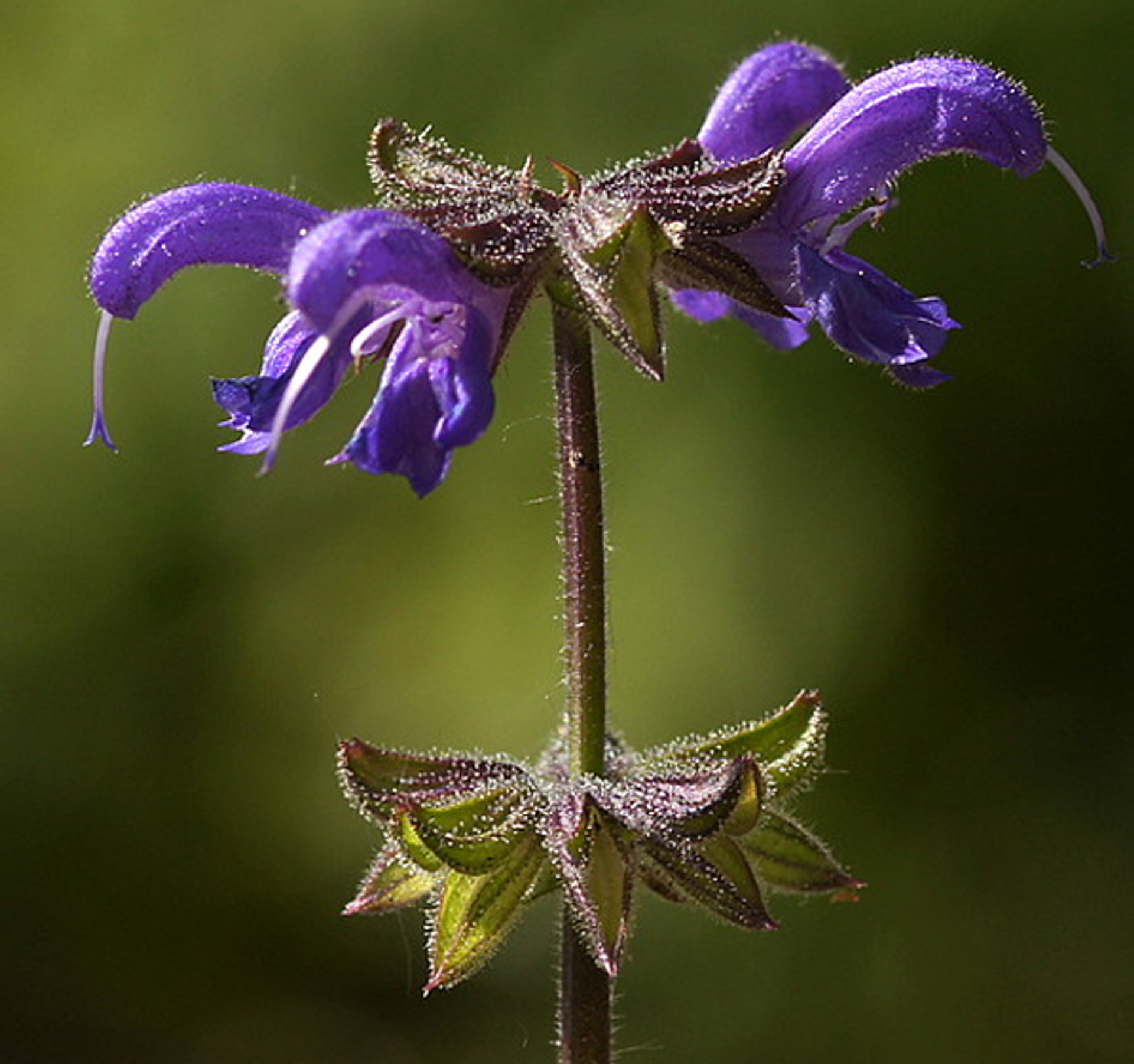 stroomdalflora-veldsalie-jo