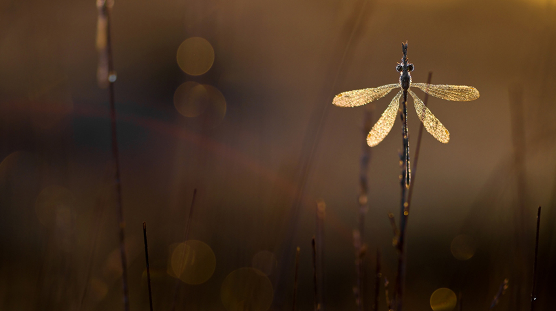 Fotoserie_ChrisRuijter_Libelle_zomerlicht