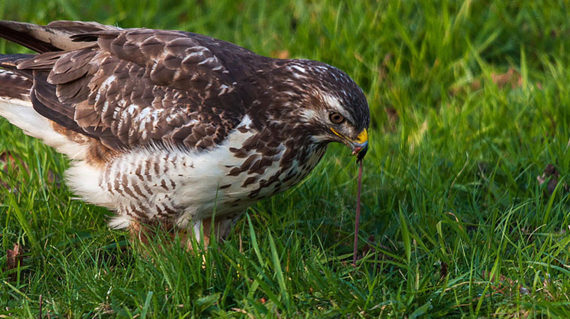buizerd-hermen-van-laar