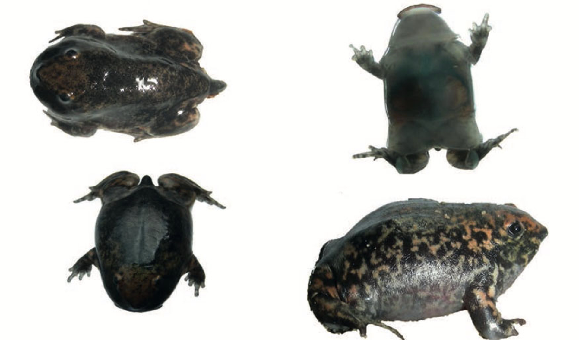 Nasikabtrachus Bhupathy