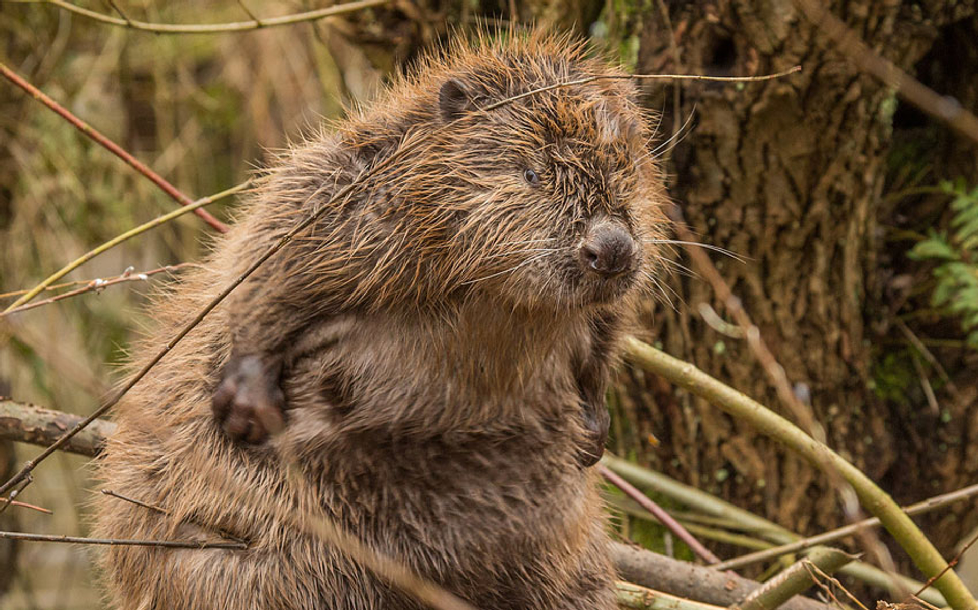 jeuk-bever