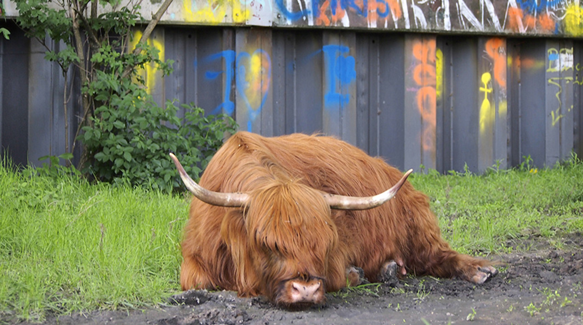 Schotse hooglander graffiti