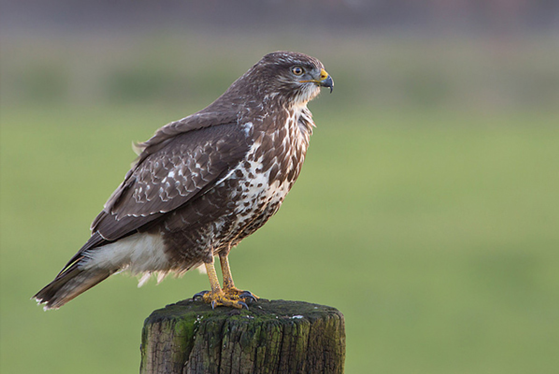 buizerd1