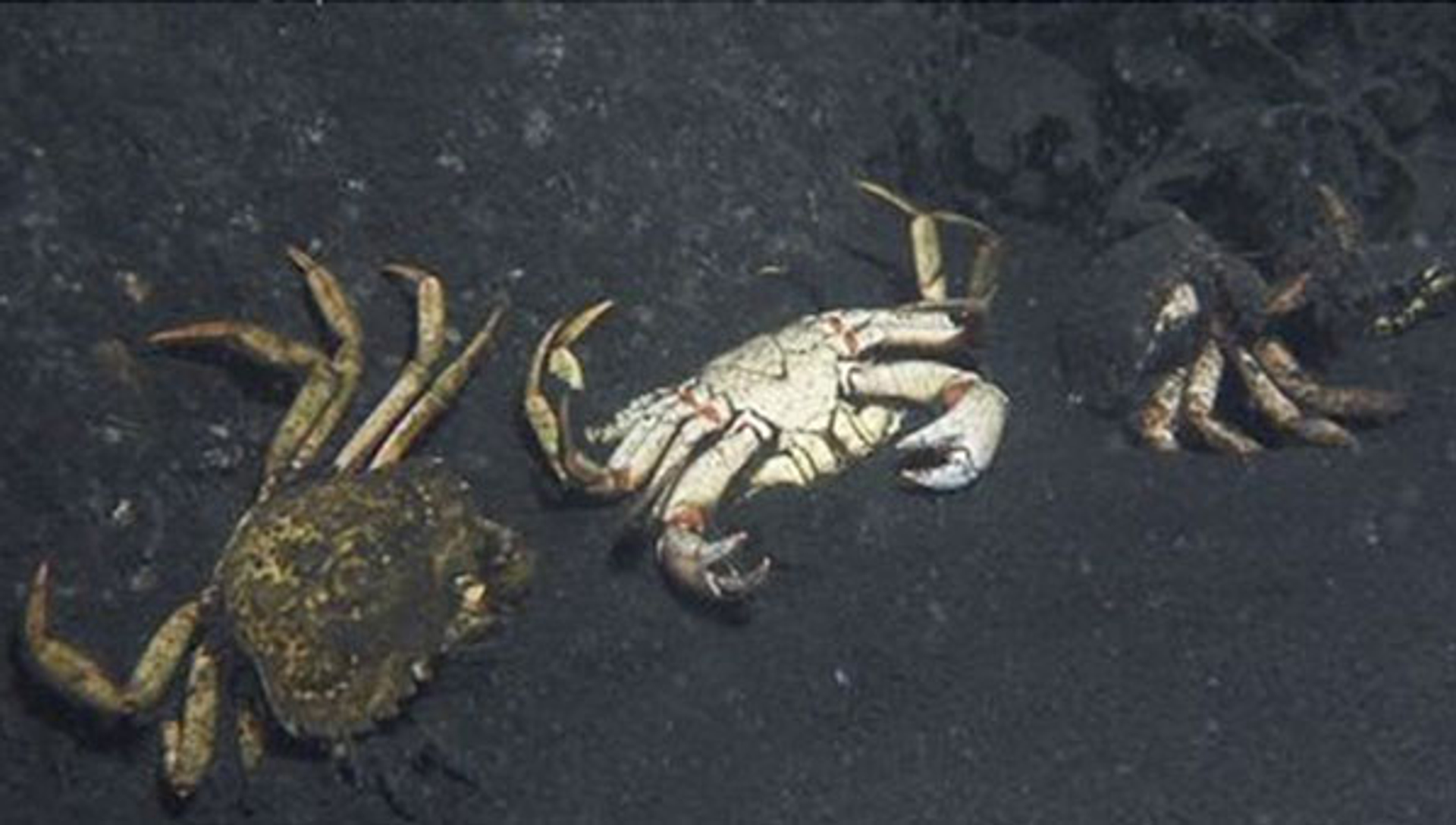 krab-BasvanderSanden