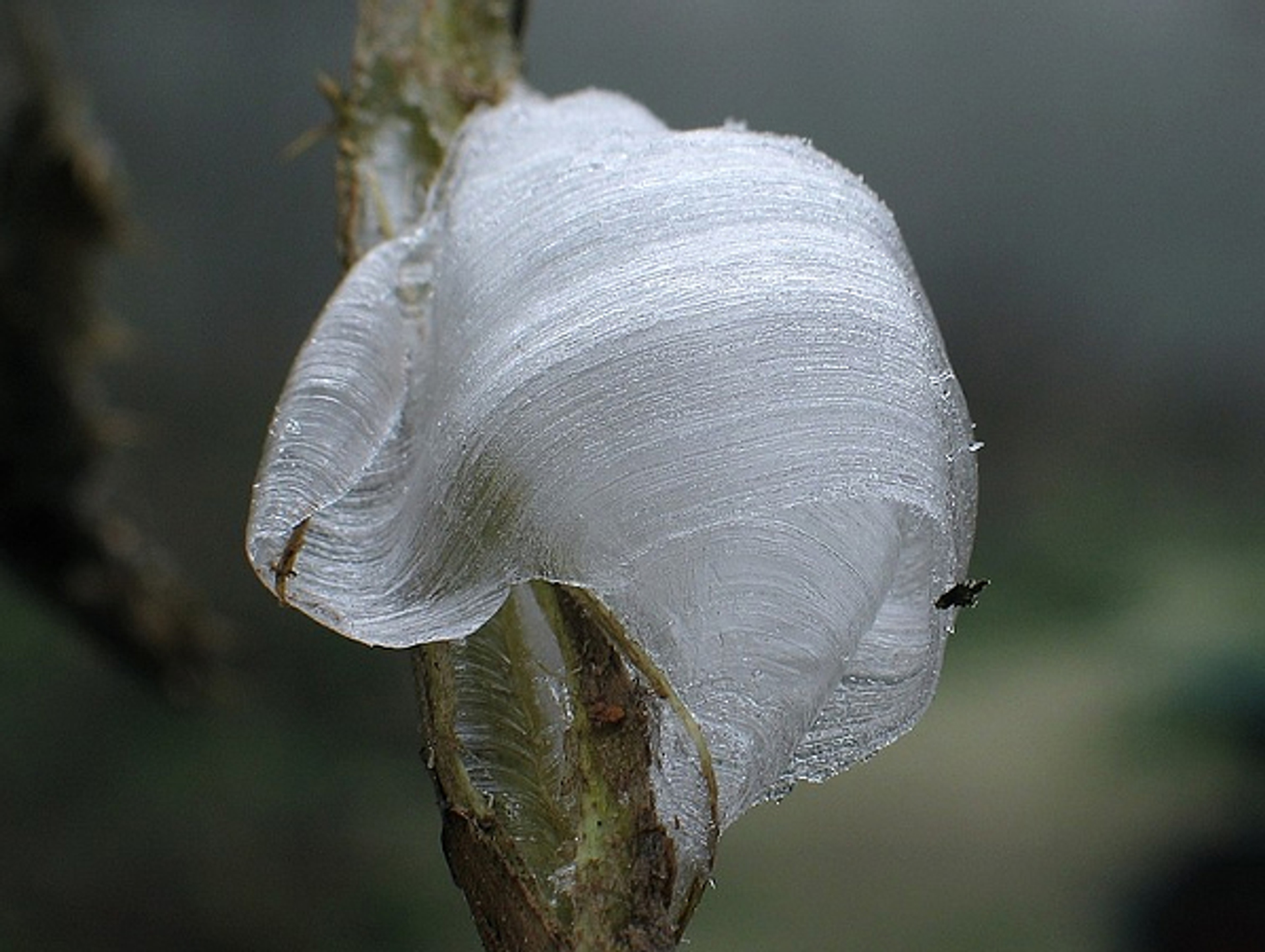 haarijs_bernardfransen