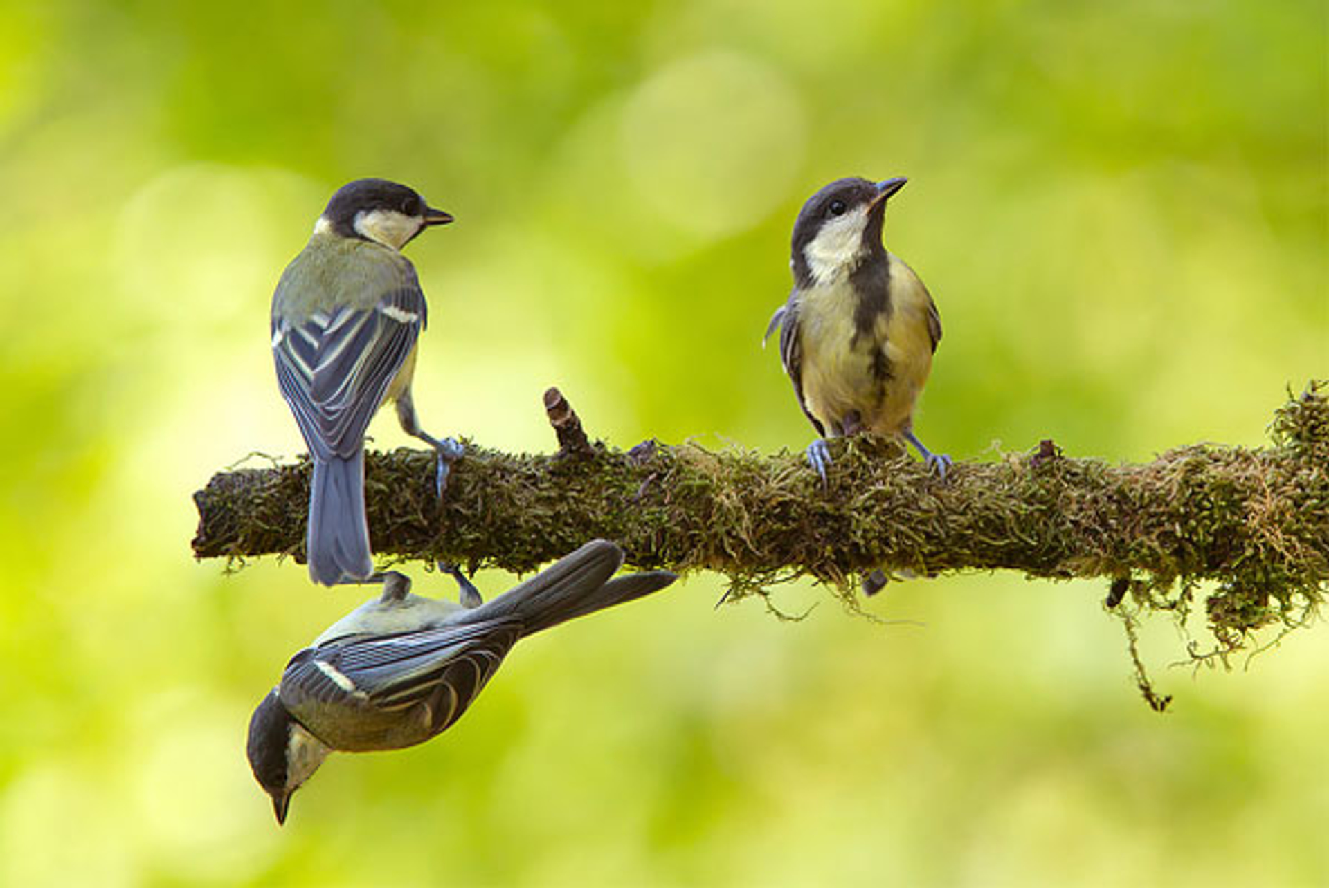 koolmezenop-tak_ReneAkkies