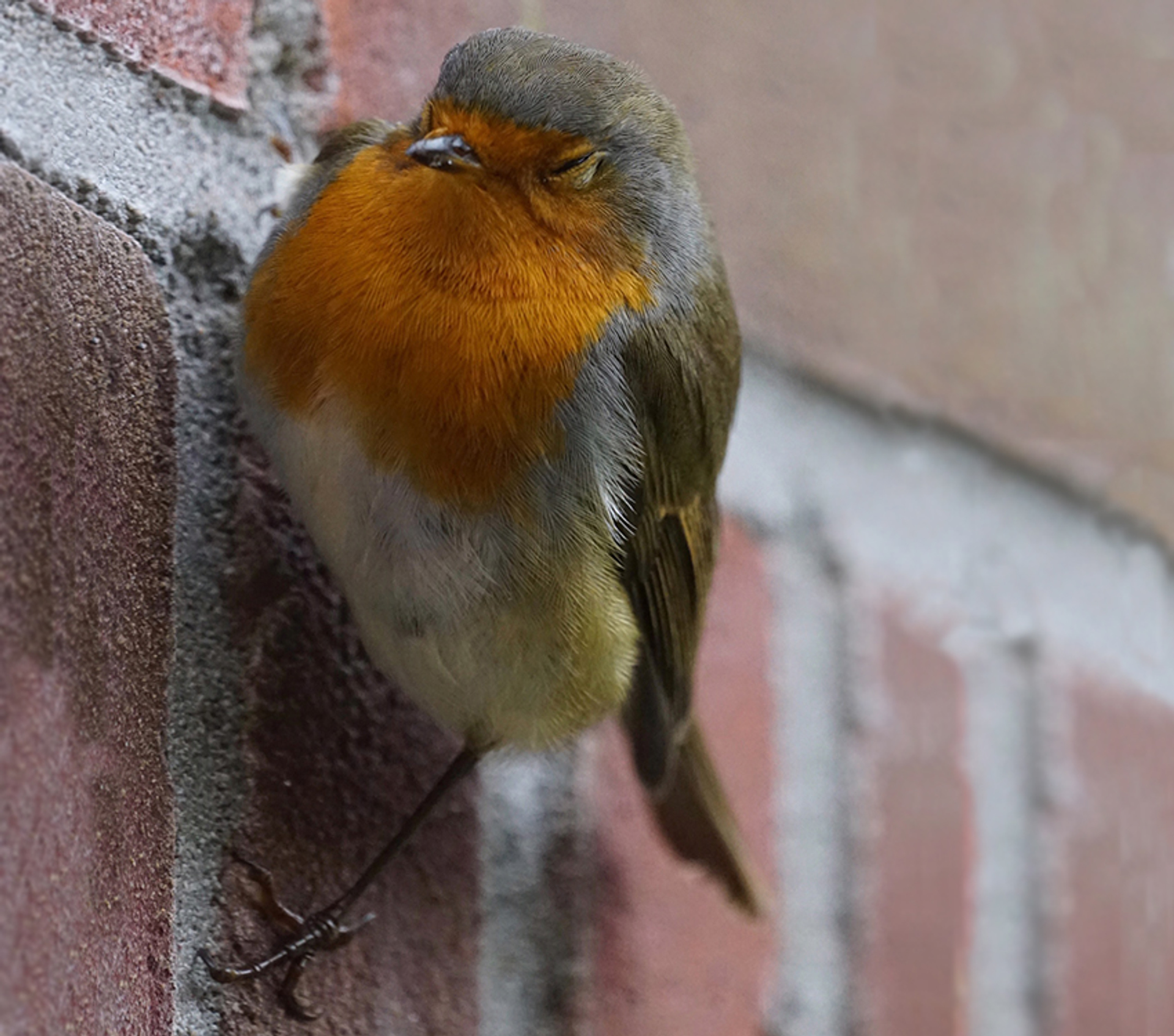 roodborst_Inge-Giebel