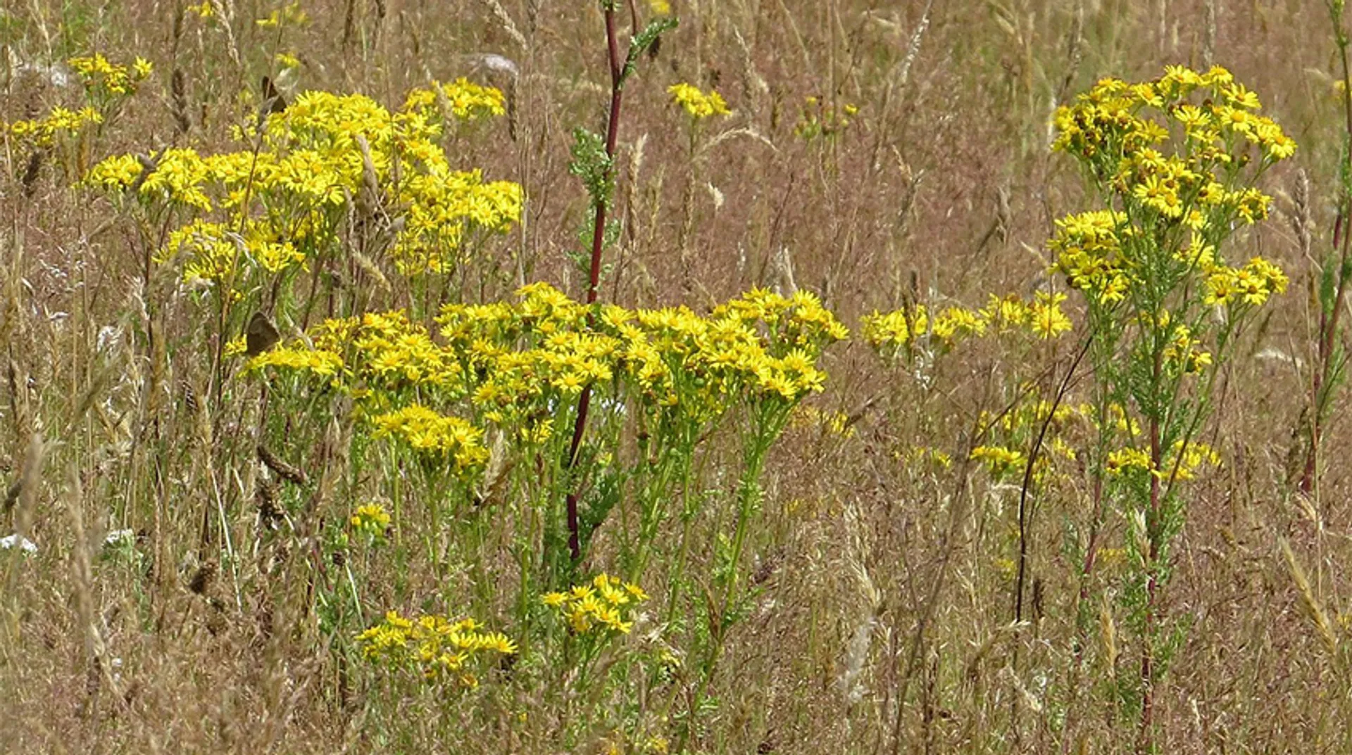 Jakobskruiskruid