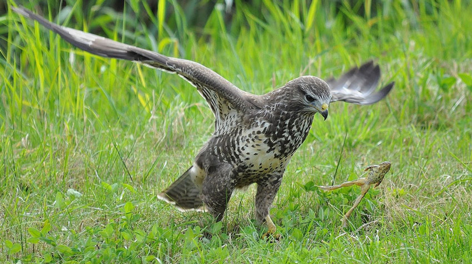 buizerd-borelius
