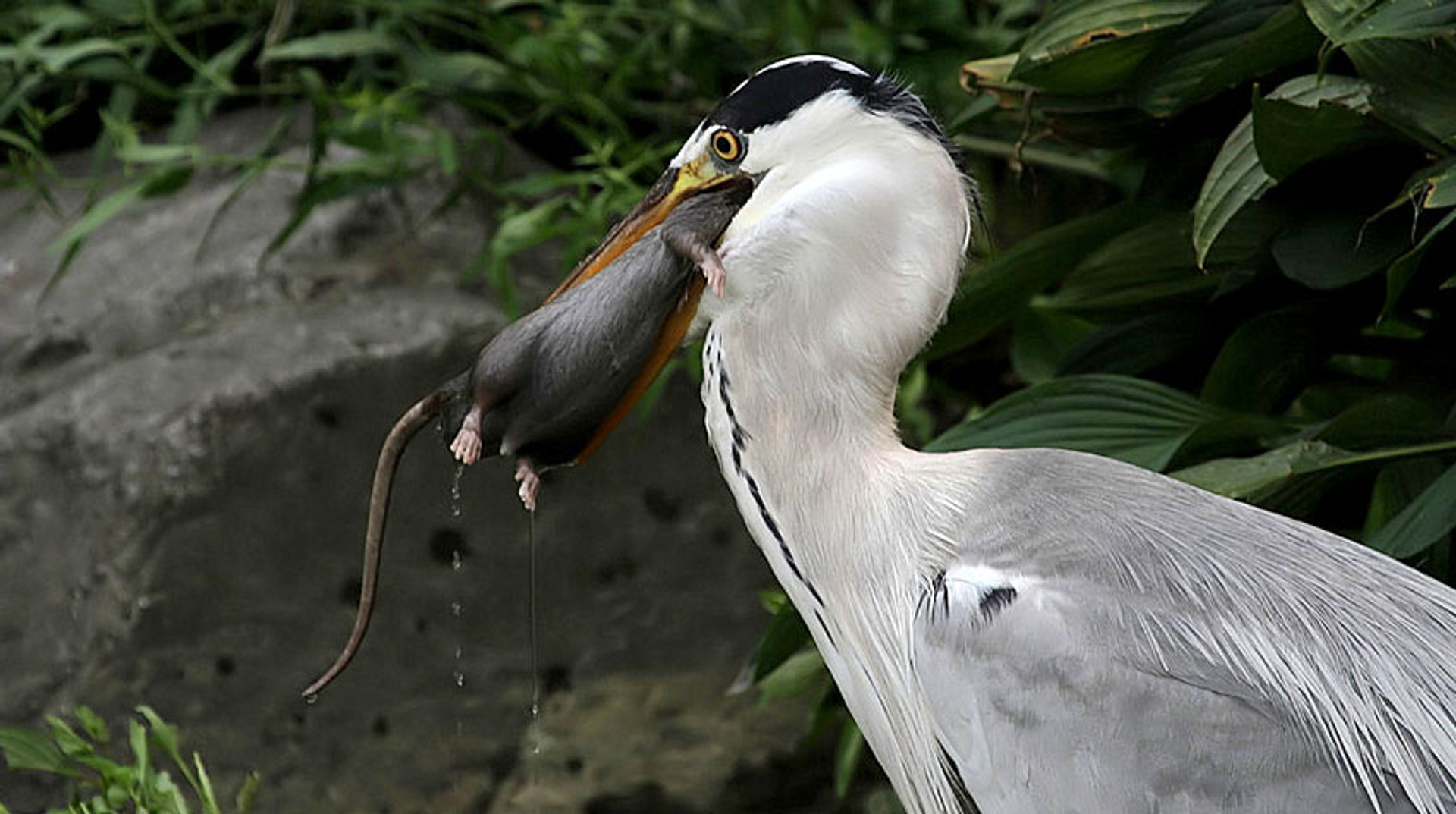 Rat en reiger