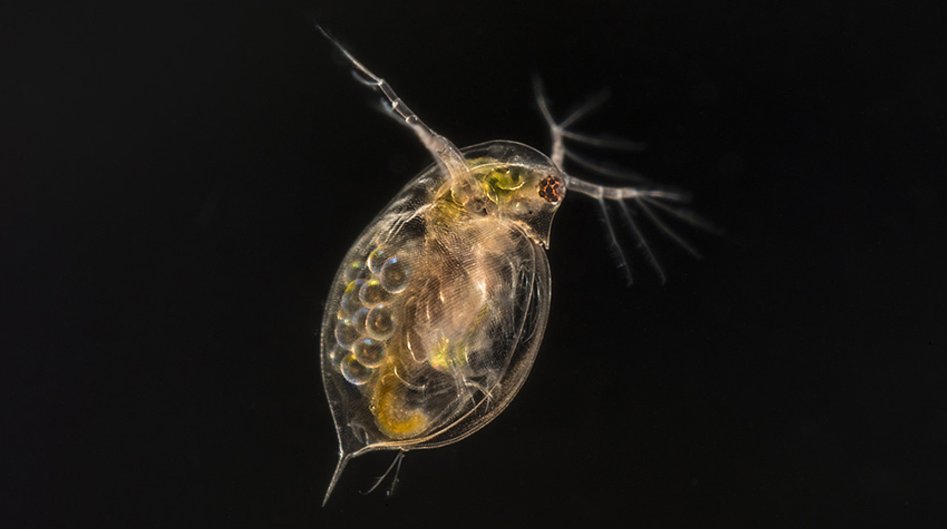 daphnia_JHoppenbrouwer