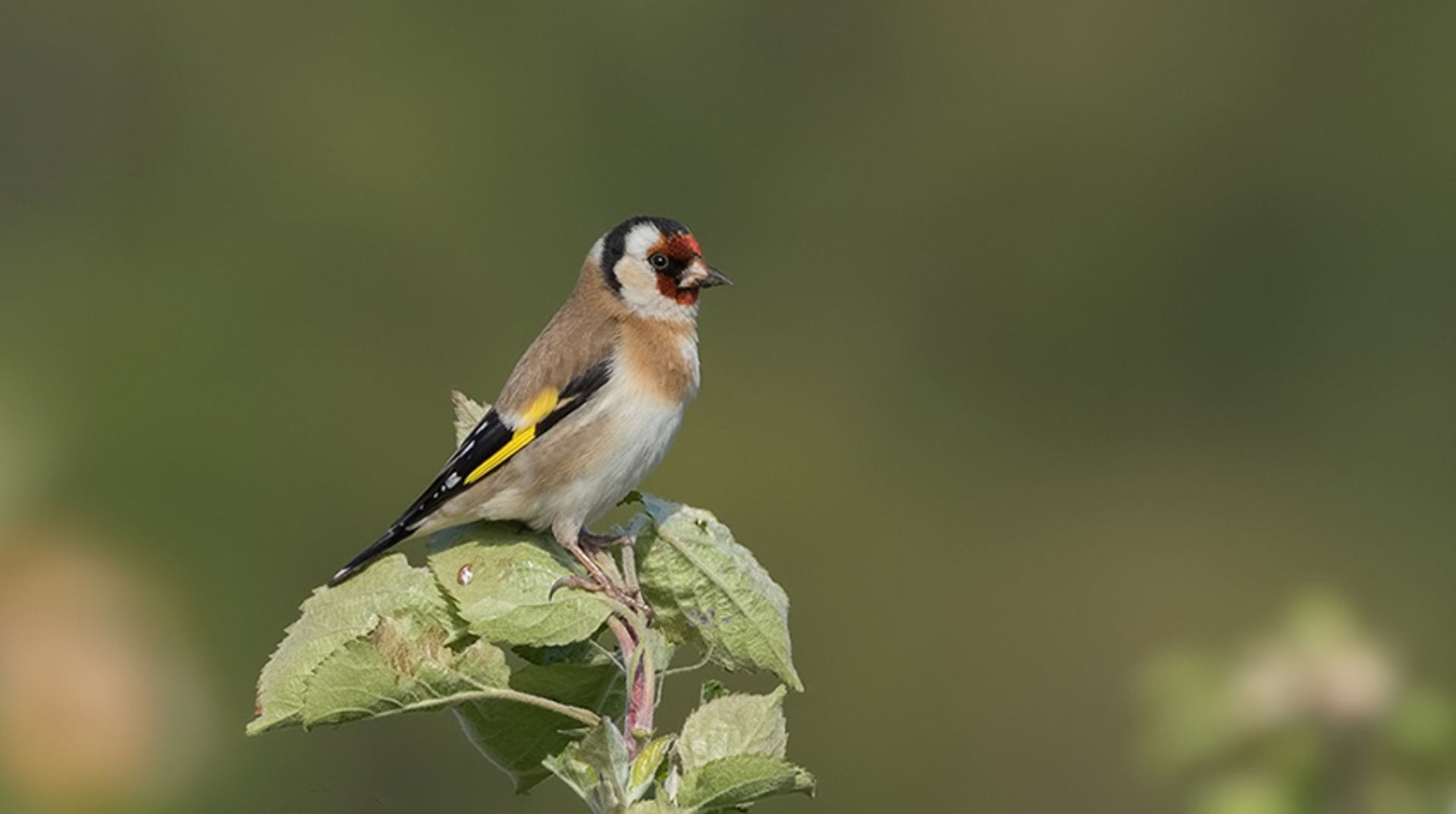 Putter - Distelvink - Cursus Vogelzang